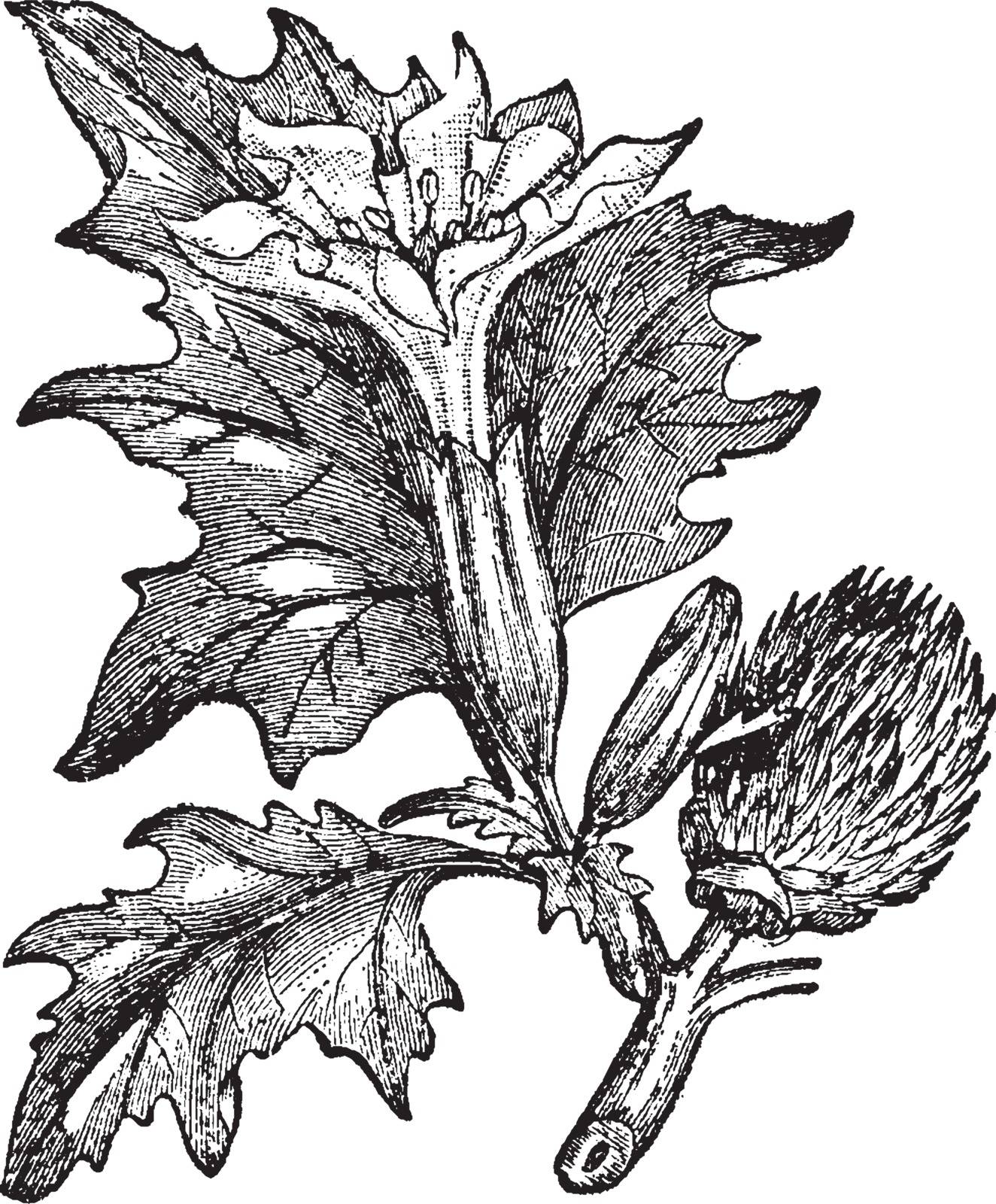 The Thorn Apple leaves are long, toothed. The flowers are trumpet-shaped, and oval shaped bud capsule, vintage line drawing or engraving illustration.