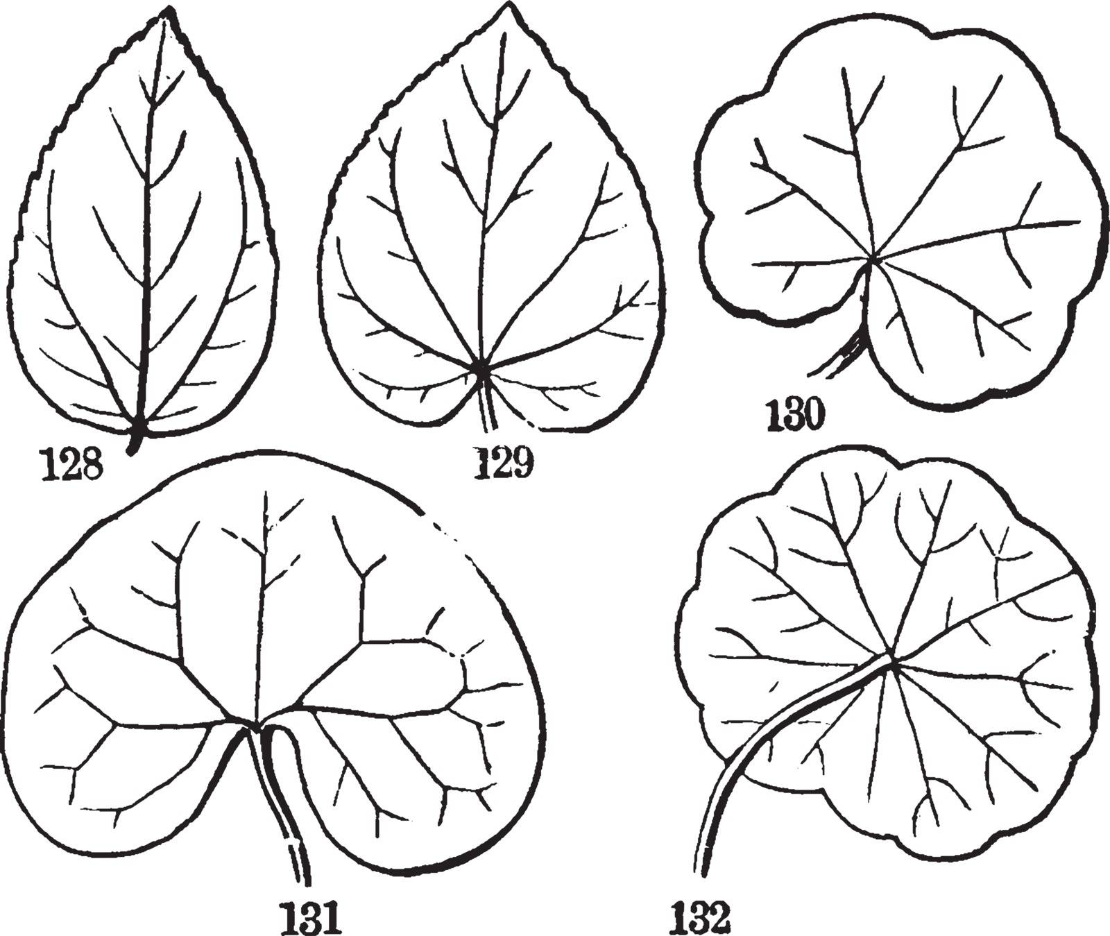 A picture showing the various forms of radiatte-veined leaves, vintage line drawing or engraving illustration.