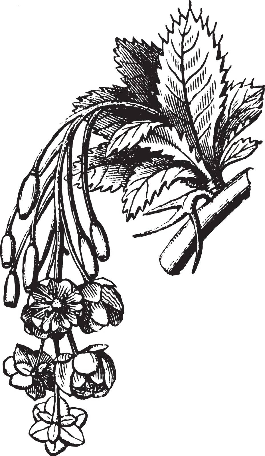 It is a flower plant consists of flower cluster with the separate flowers attached by short equal stalk at equal distances along a central stem, vintage line drawing or engraving illustration.
