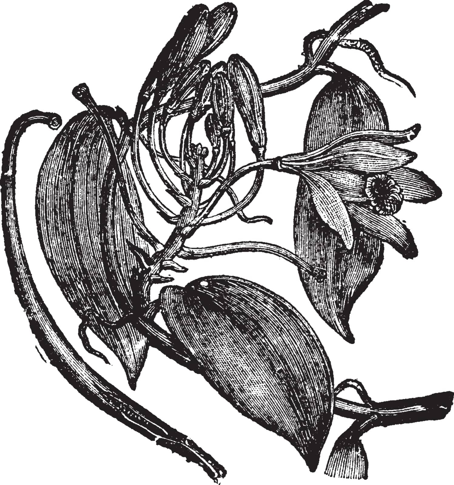 Vanilla planifolia is a species of vanilla orchid. Flowers are greenish-yellow, with a diameter of 5 cm. The plants are self-fertile, vintage line drawing or engraving illustration.