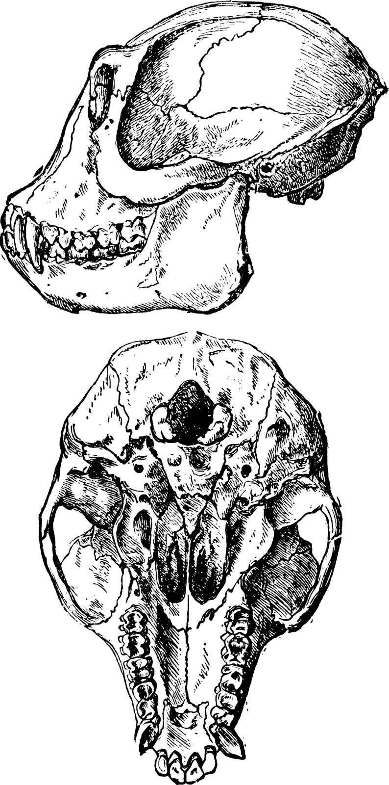 Ape Skull where apes are in the family Hominidae which include gorillas, vintage line drawing or engraving illustration.