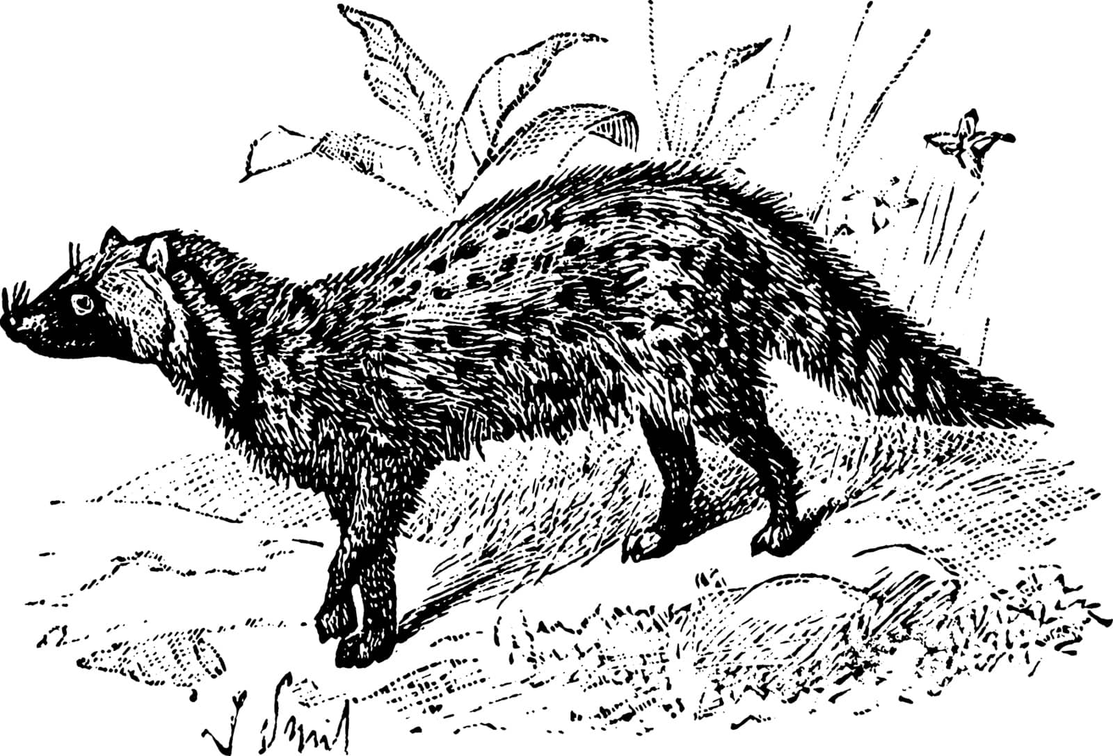 Civet Cat is a small lithe bodied and mostly nocturnal mammal native to tropical Asia and Africa, vintage line drawing or engraving illustration.