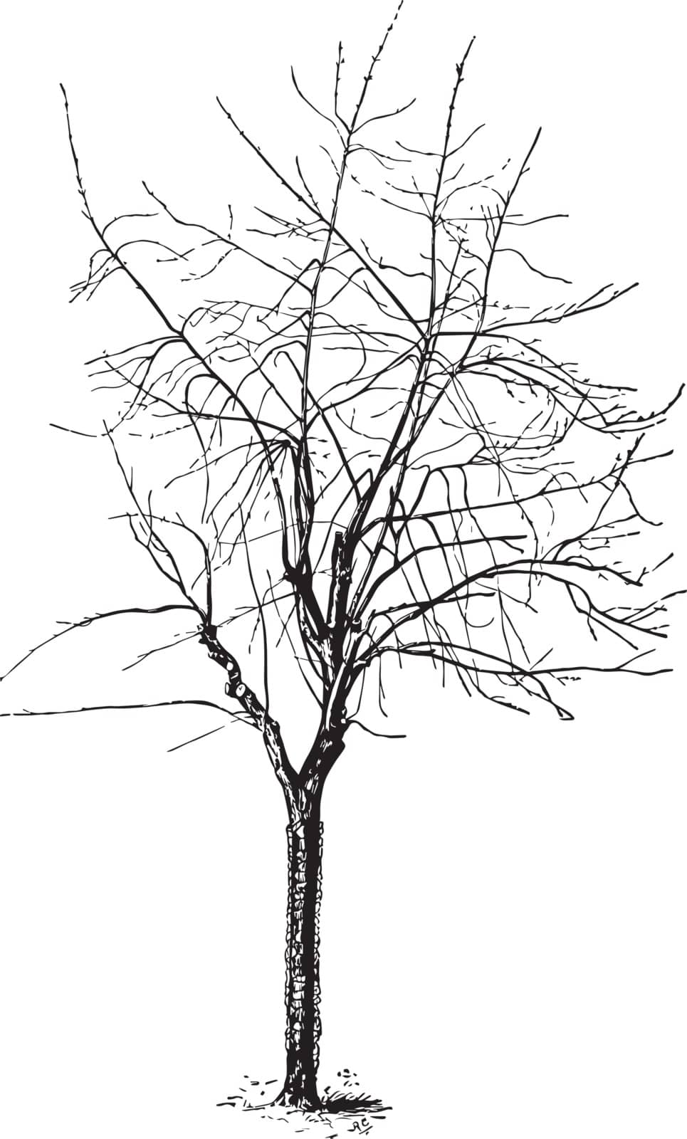 This illustration represents Silver maple after severe heading back, vintage line drawing or engraving illustration.