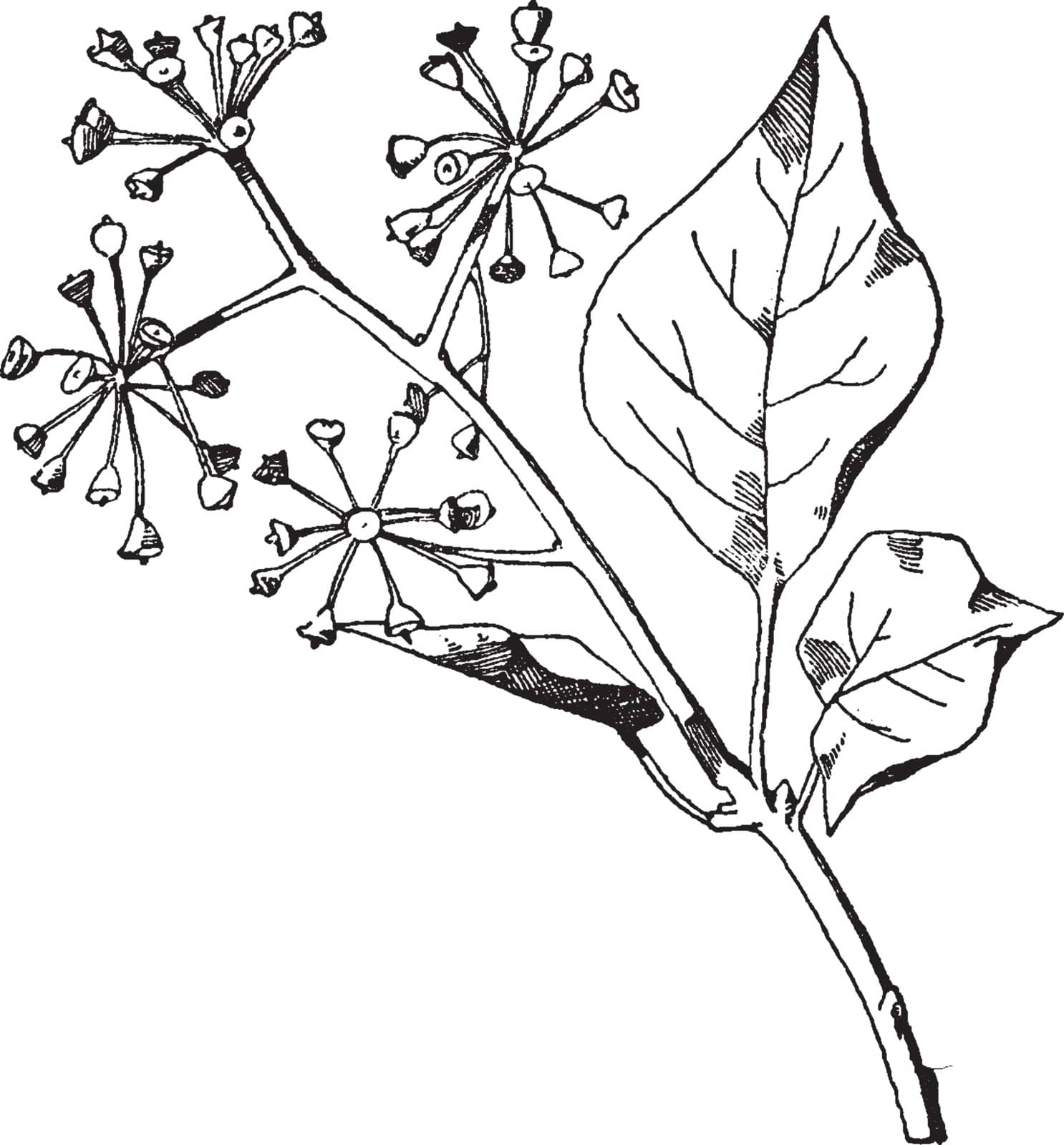 Ivy Spray has elliptic tapering leaves that are apparent after blooming, vintage line drawing or engraving illustration.
