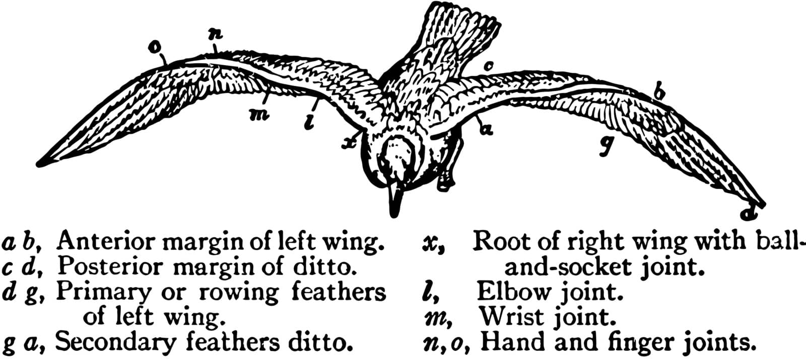 Elastic Spiral Wings of the Gull where an anterior margin of the left wing, vintage line drawing or engraving illustration.