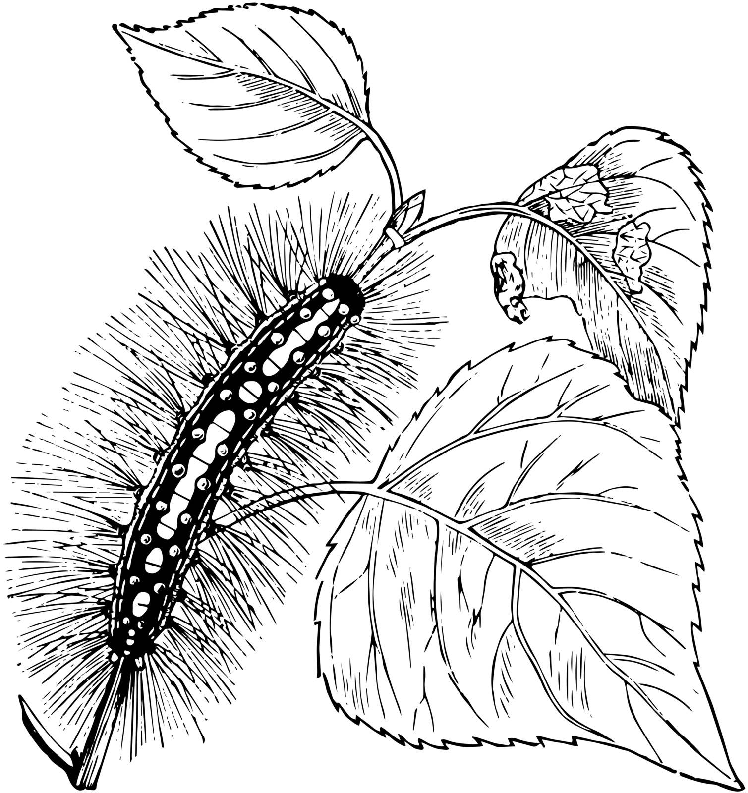 Caterpillar of the Satin Moth is the common name of liparis salicis, vintage line drawing or engraving illustration.