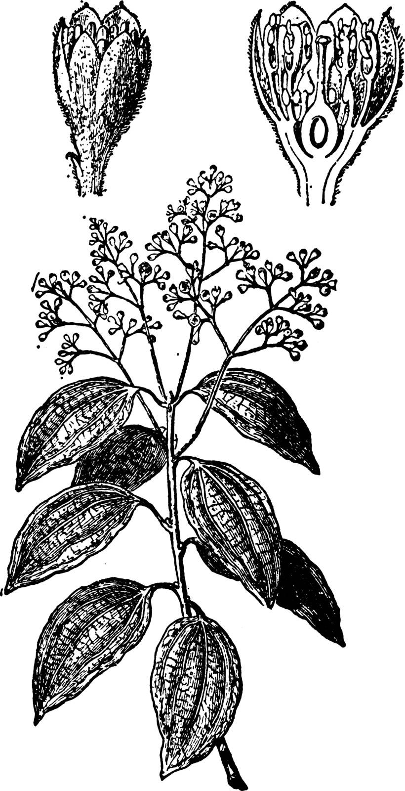A picture of cinnamon plant showing different parts of plants which include ovary, buds and flower, vintage line drawing or engraving illustration.