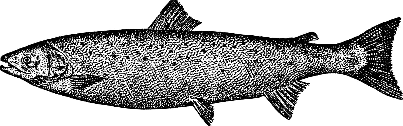 Atlantic Salmon is a migratory fish, vintage line drawing or engraving illustration.
