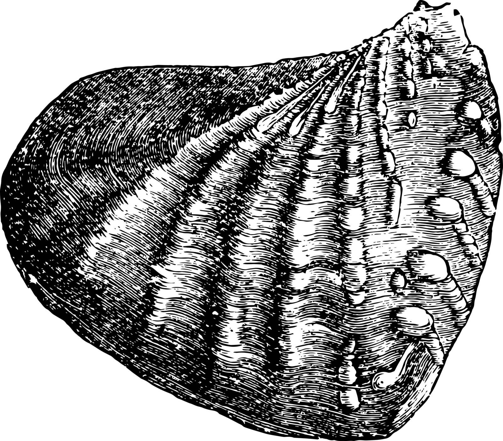 Trigonia is an extinct genus of saltwater clams fossil marine bivalve mollusk in the family Trigoniidae, vintage line drawing or engraving illustration.