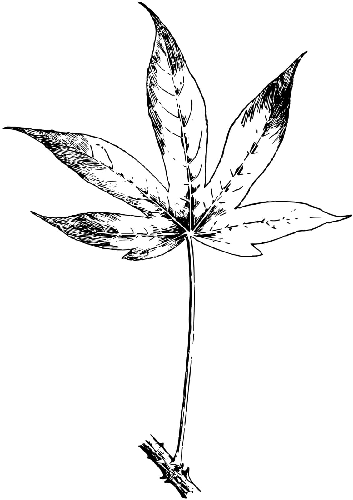 In this image there are some leaves deeply 5-7 lobed of a tree. The lobes are oblong and lance shaped. It is a very ornamental tree, vintage line drawing or engraving illustration.
