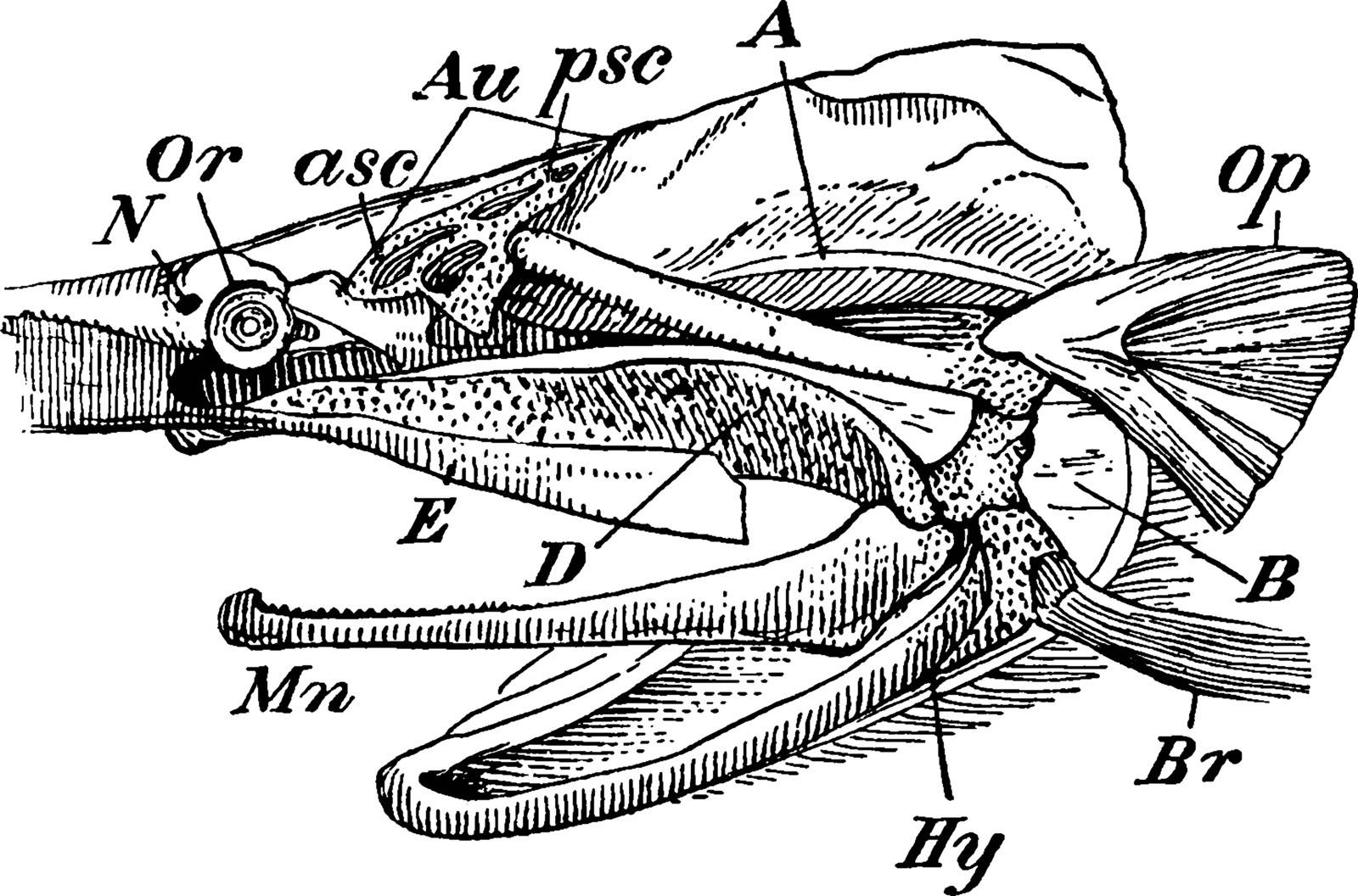 This image represents the Skull of a Paddle Fish with the Beak Removed, vintage line drawing or engraving illustration.
