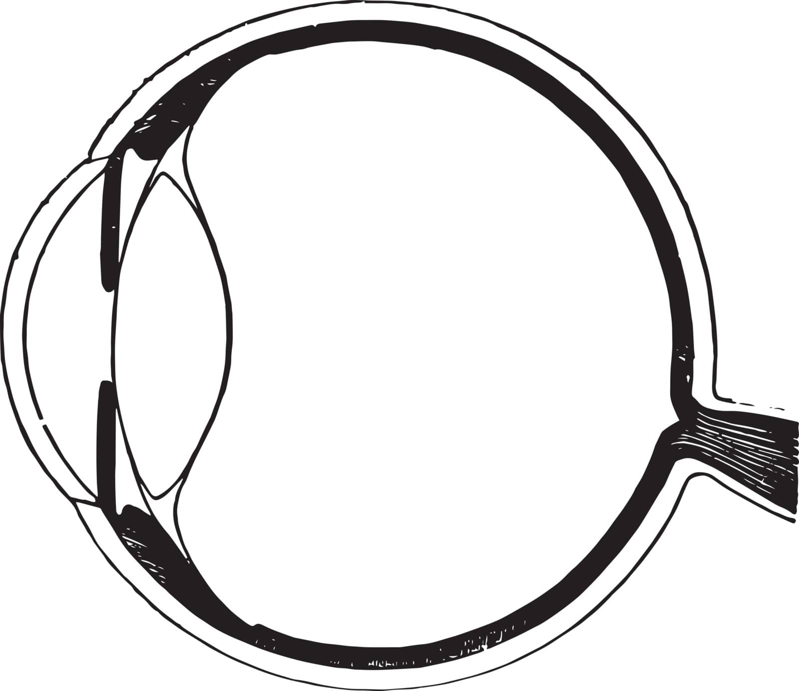 This illustration represents Vertical Section of the Pupil, vintage line drawing or engraving illustration.