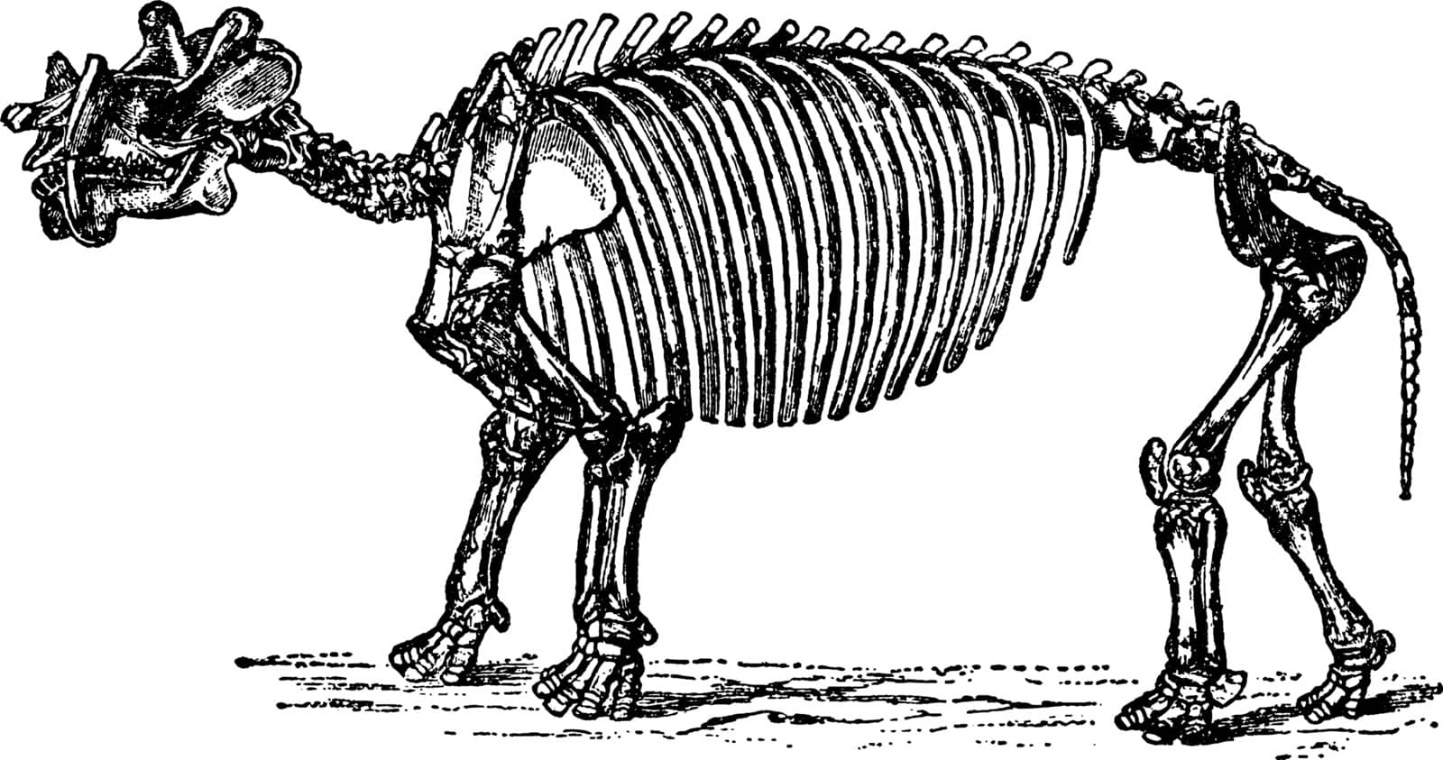 Dinoceras Skeleton which is an extinct genus of herbivorous mammal that lived during the Eocene epoch, vintage line drawing or engraving illustration.