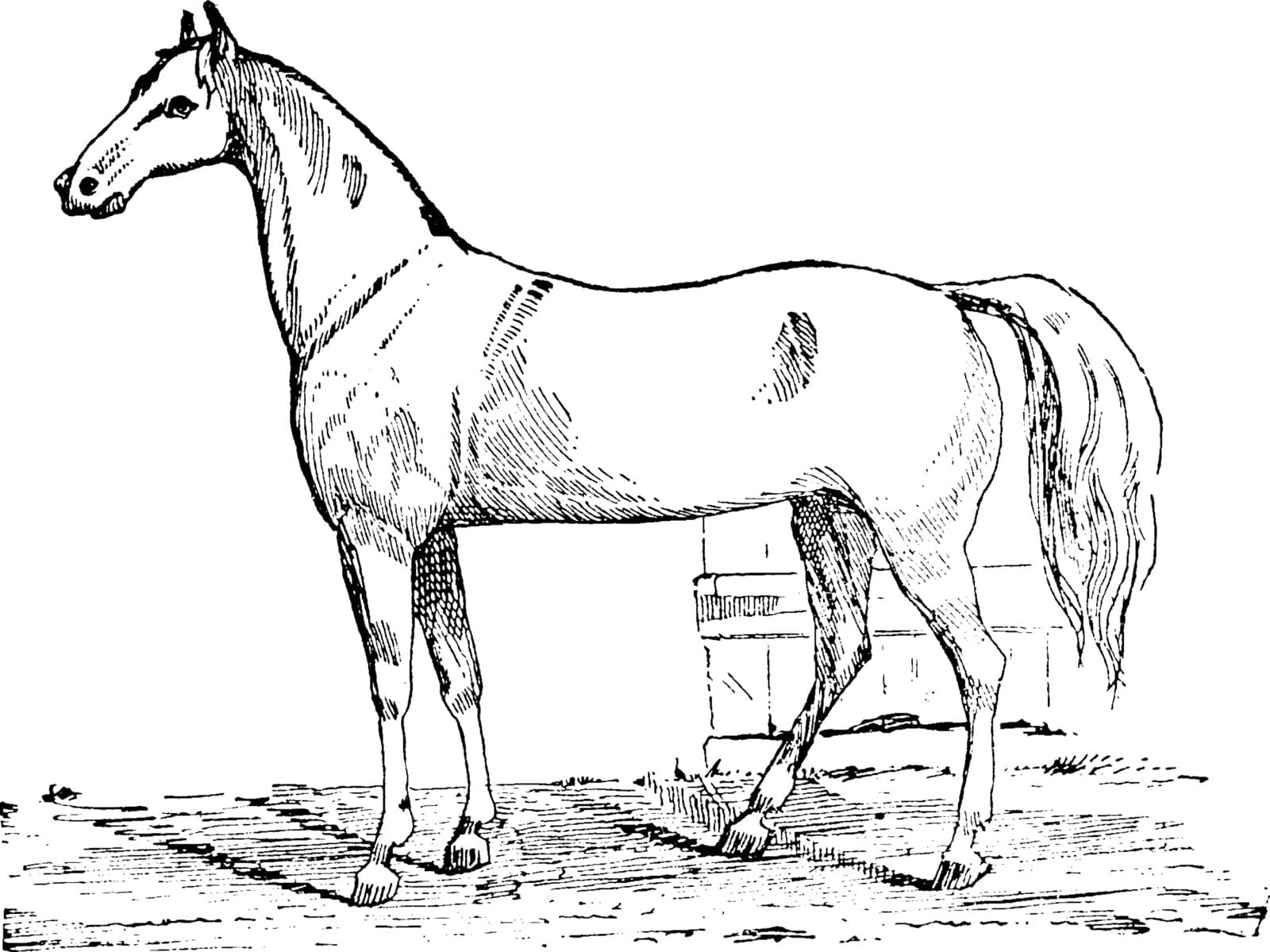 This illustration represents Gentleman Road Horse, vintage line drawing or engraving illustration.