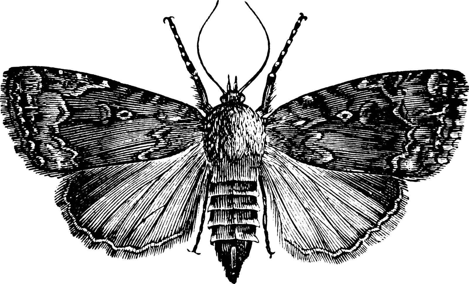 Grape Vine Moth whose larva feeds mostly on grape vines, vintage line drawing or engraving illustration.