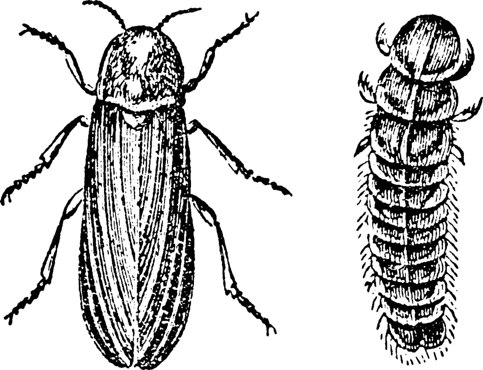 Glow Worms is from the species serricorn beetles, vintage line drawing or engraving illustration.