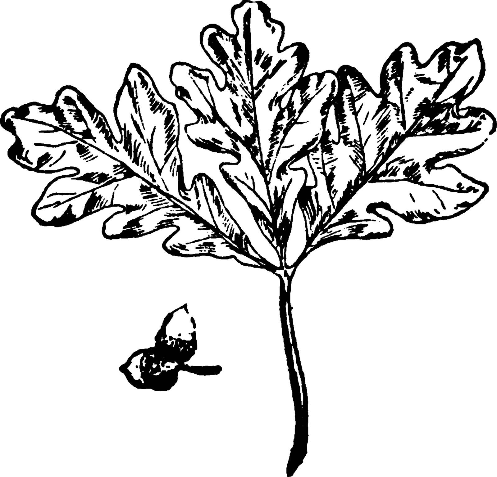 This is an image of White Oak Leaf. It is the most important timber tree of the White Oak group. It is used for railroad ties, flooring, barrels, furniture, and many other uses, vintage line drawing or engraving illustration.