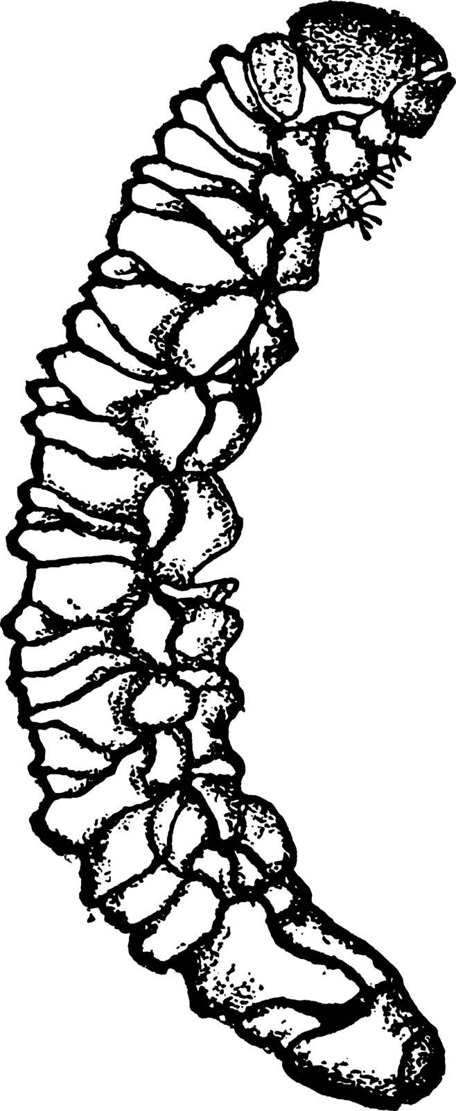 Potato Stalk Borer Larva with a black snout and three small black spots at the base of the wing covers, vintage line drawing or engraving illustration.