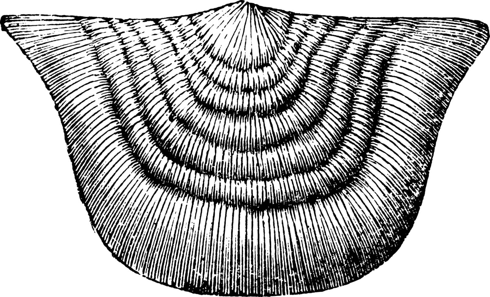 Strophomena Mollusk radiate from the Paleozoic time, vintage line drawing or engraving illustration.
