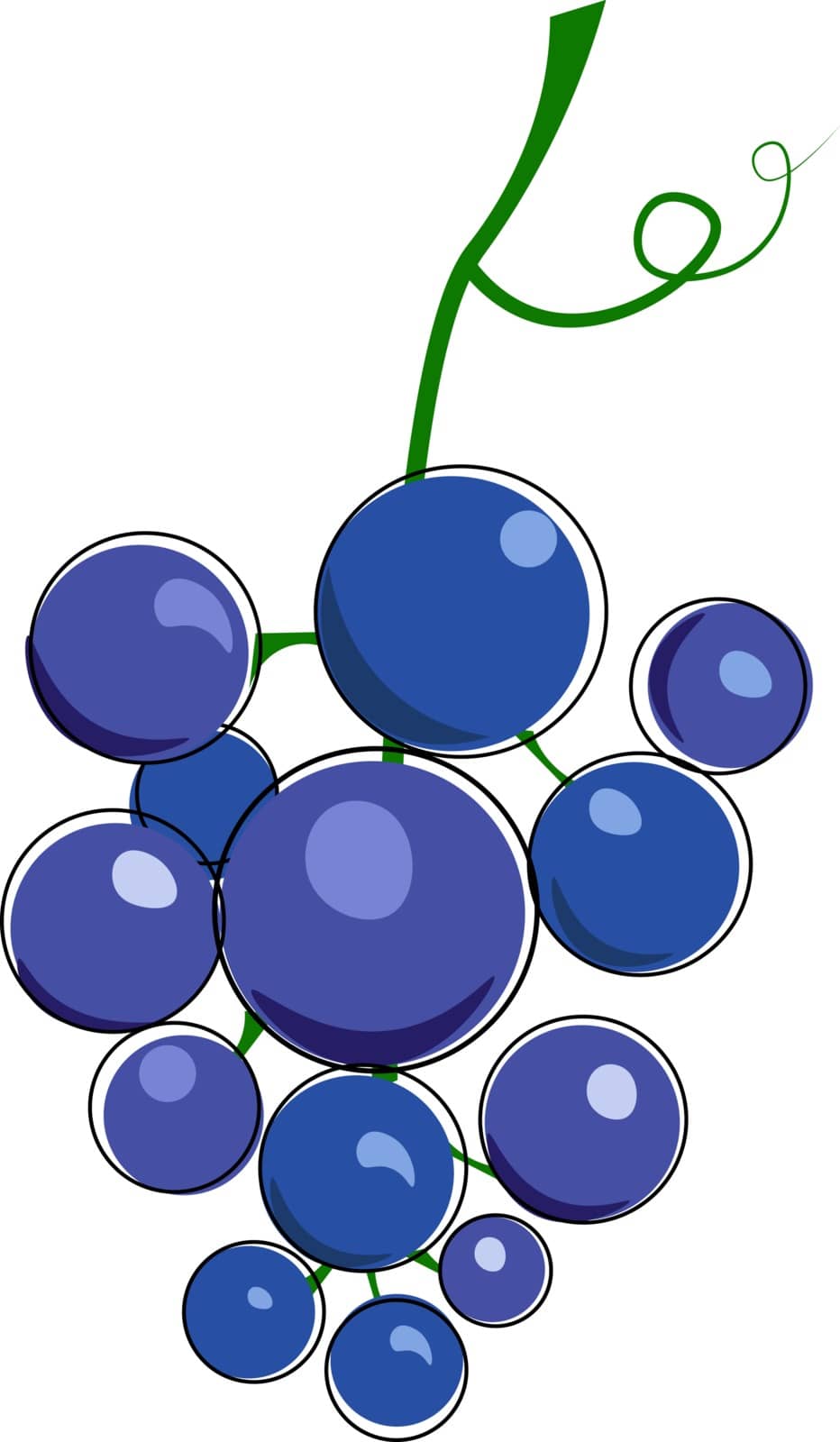 Cluster of blue grape with tendril illustration vector on white background