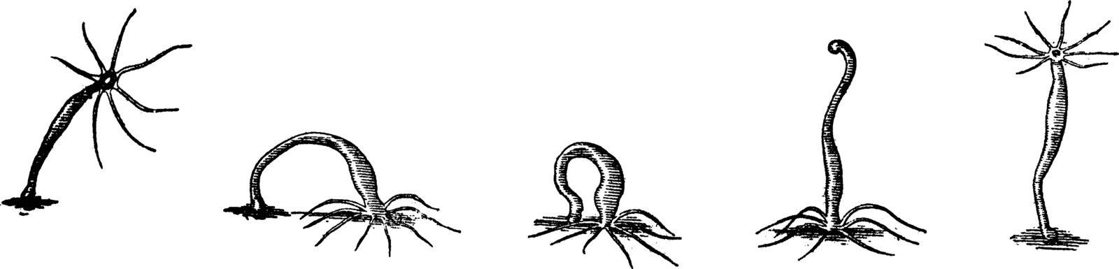 The freshwater hydra and its mode of locomotion, vintage engraved illustration. Earth before man – 1886.