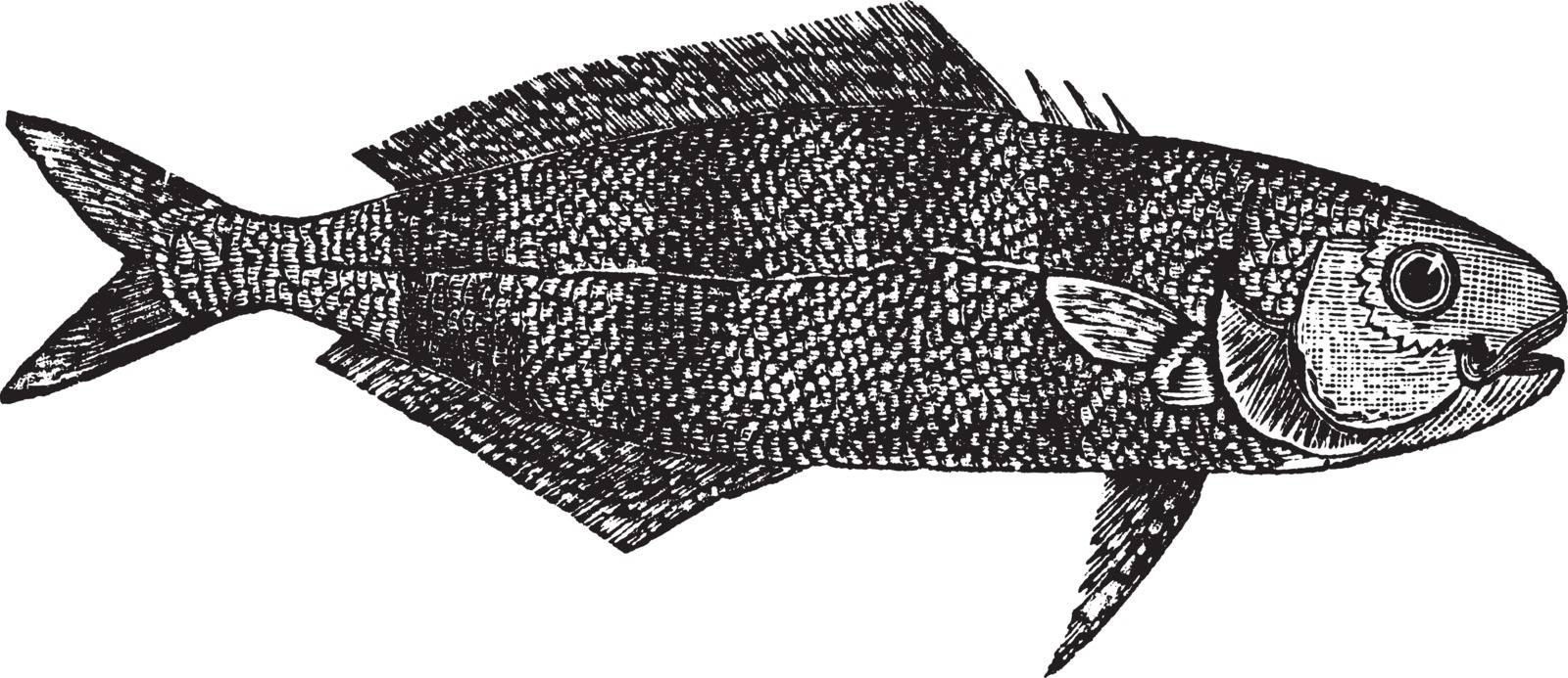 Naucrates Ductor or Pilot fish vintage engraving. Old engraved illustration of Naucrates ductor.