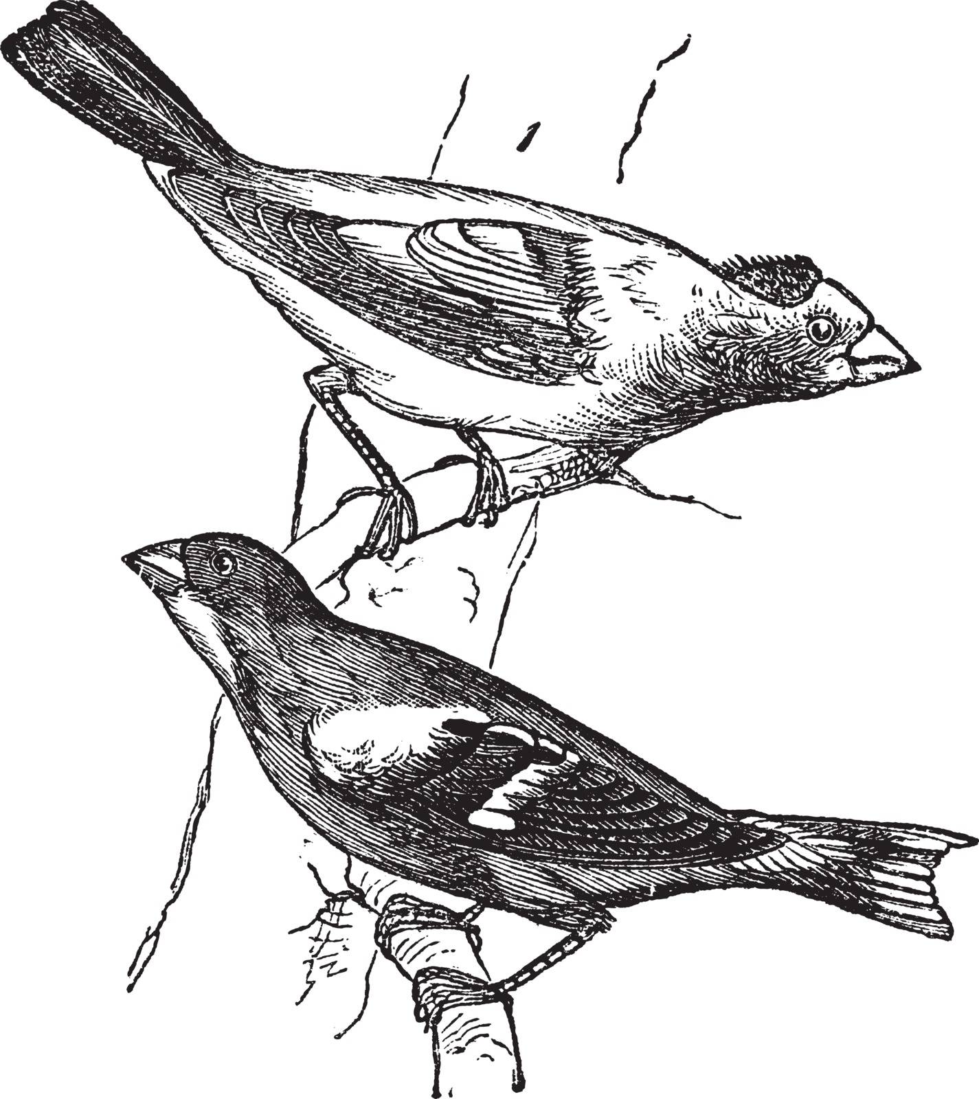 Evening grosbeak (Hesperiphona vespertina) or Finch 1.Male 2. Fe by Morphart