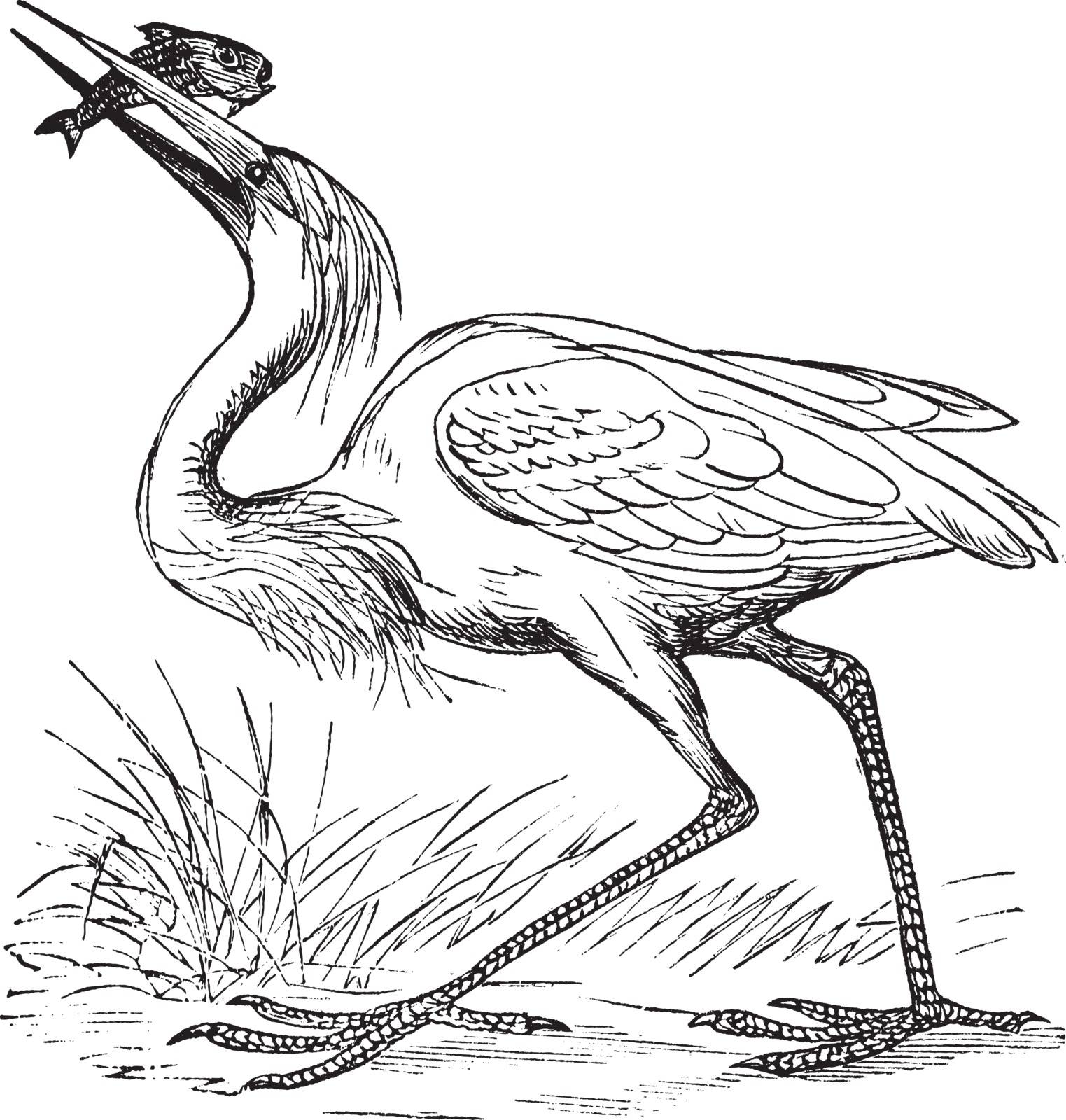 Great White Heron (Ardea occidentalis) vintage engraving. Old engraved illustration of white heron with caught fish.
