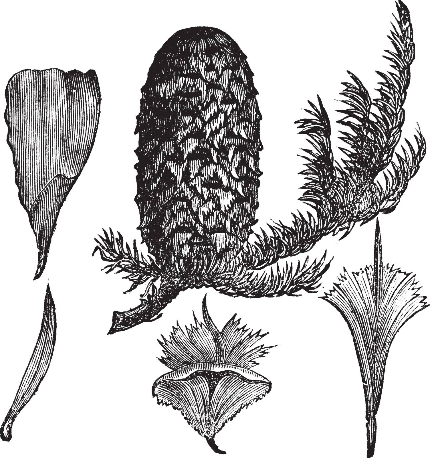Noble Fir or Abies procera, vintage engraving. Old engraved illustration of Noble Fir isolated on a white background.