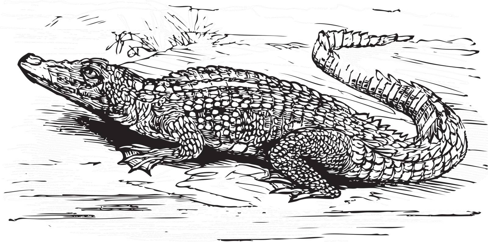 Engraving of a saltwater crocodile, in black lines. Crocodilus biporcatus, from Trousset encyclopedia 1886 - 1891