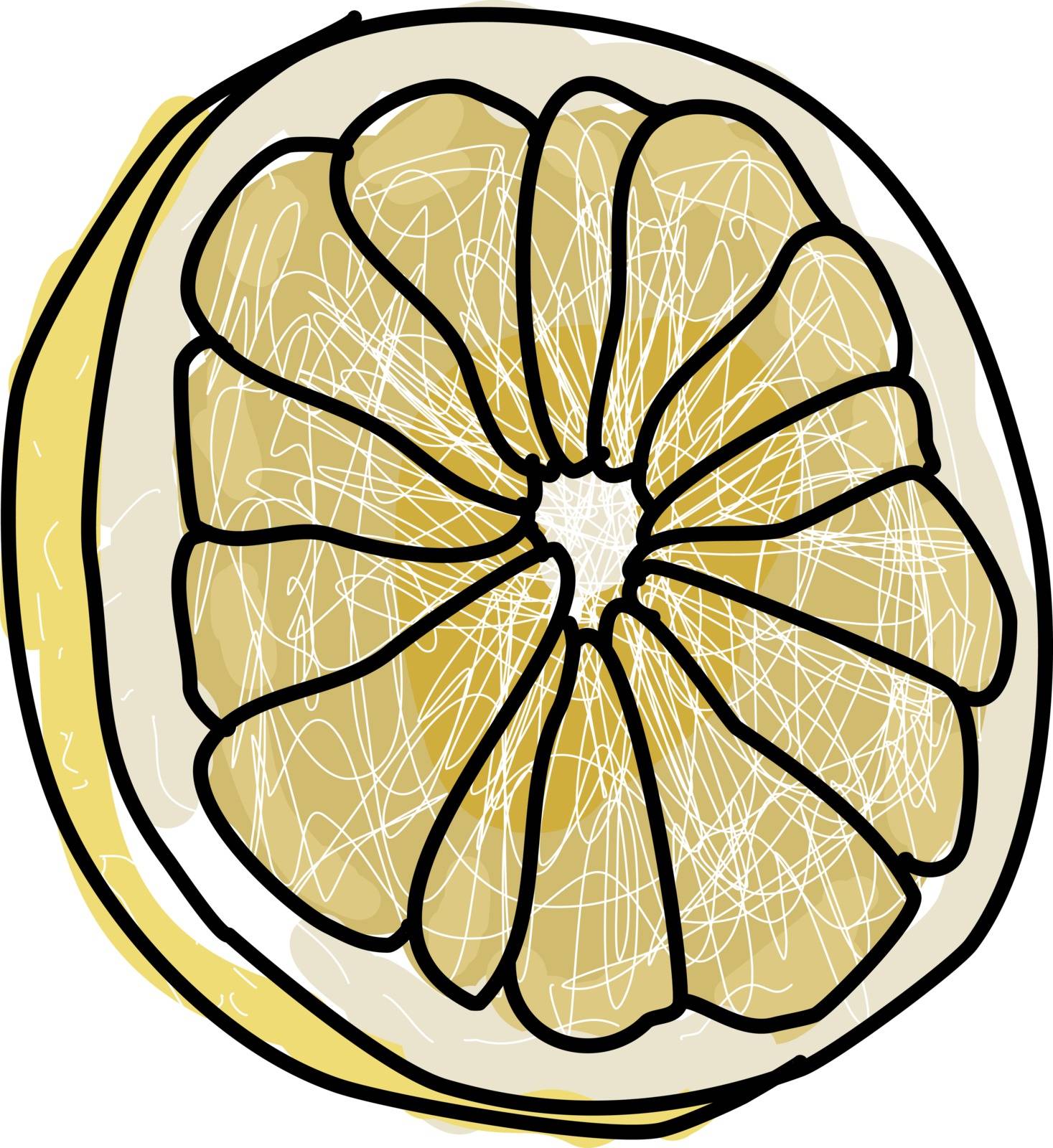 White grapefruit, illustration, vector on white background.