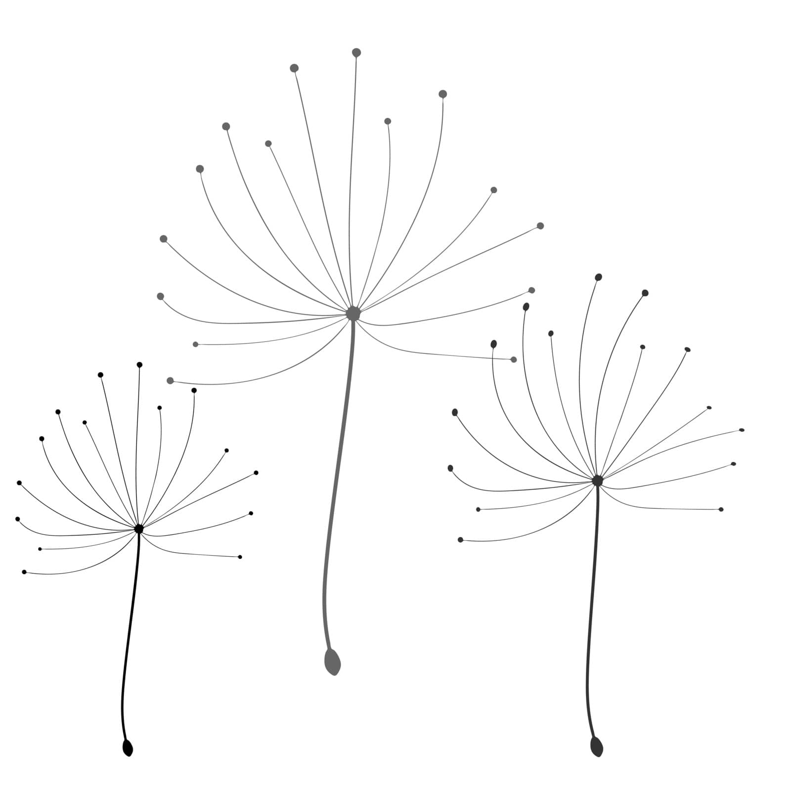 Dandelion in abstract style on white background. Vector floral background. Dandelion vector. Botany background.