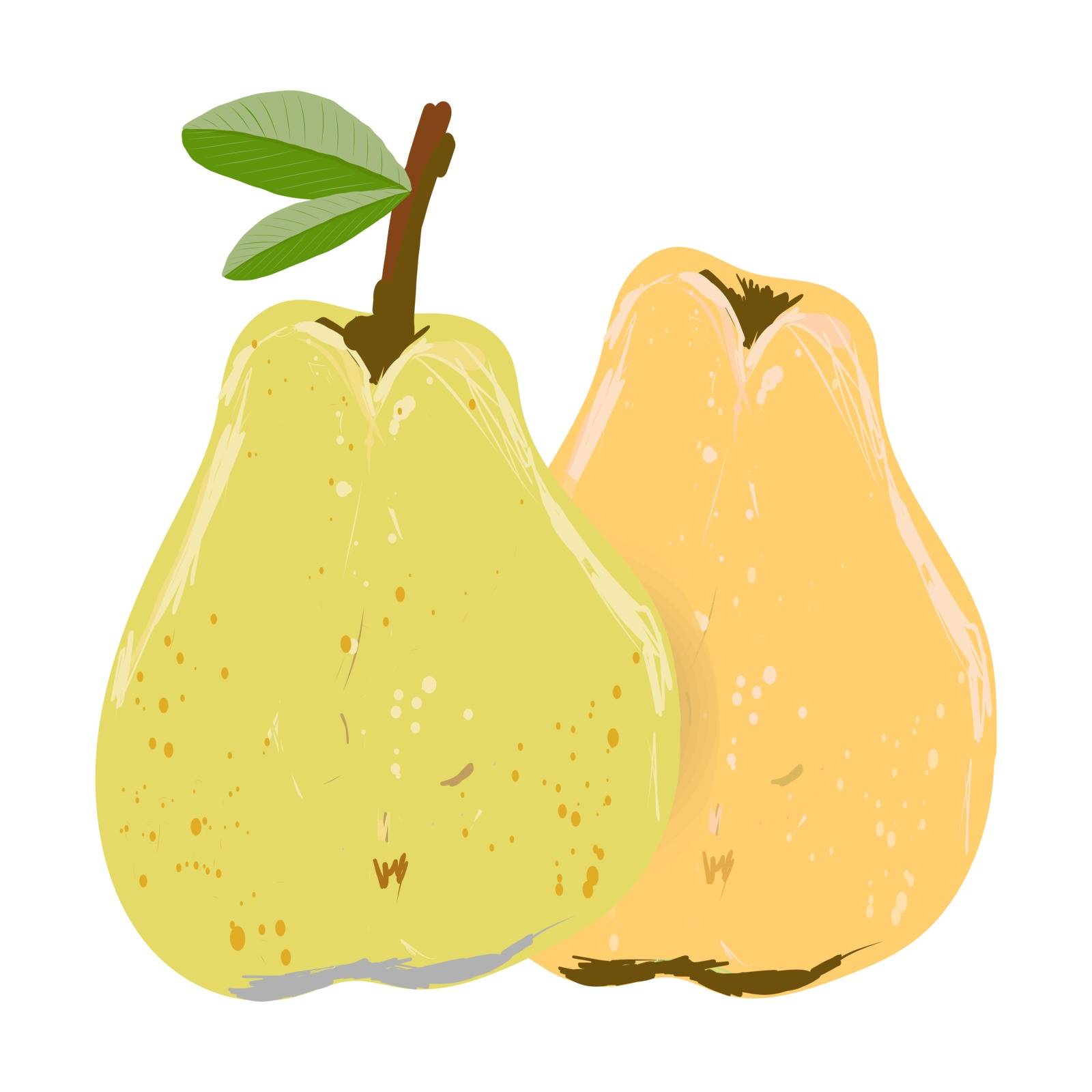 Yellow and orange whole pear isolated on white background vector illustration by Nata_Prando