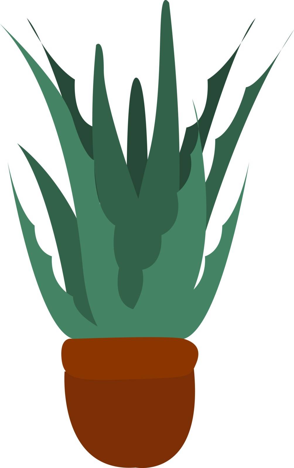 Aloe vera, illustration, vector on white background.