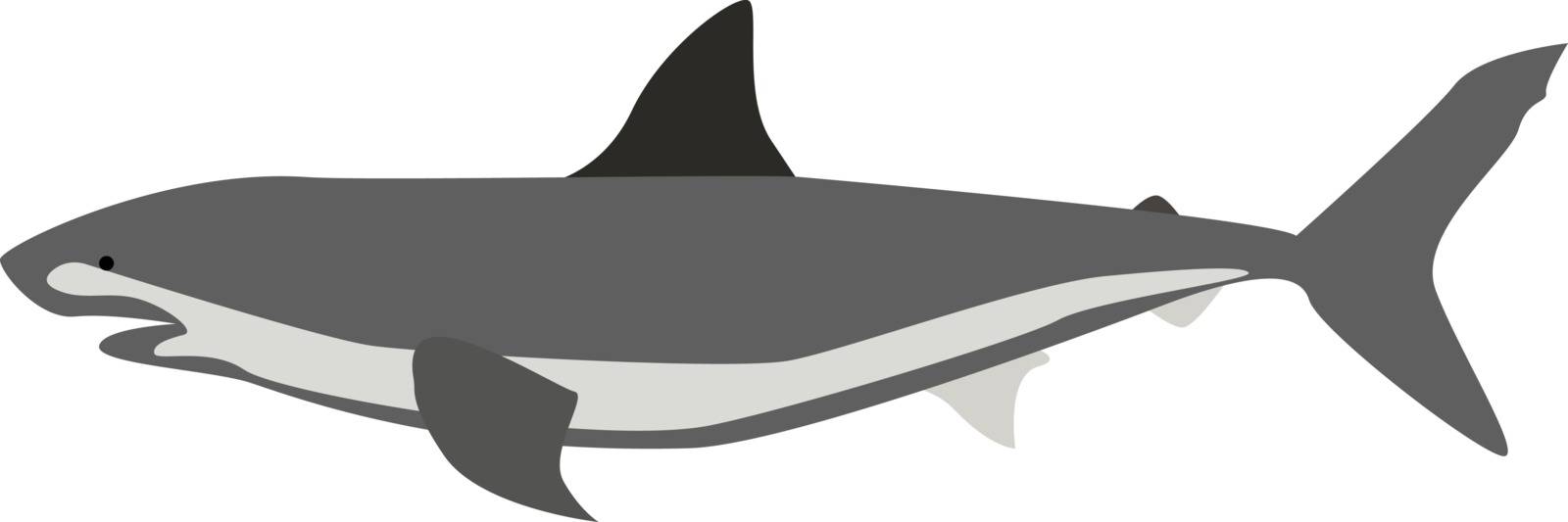 Shark, illustration, vector on white background.