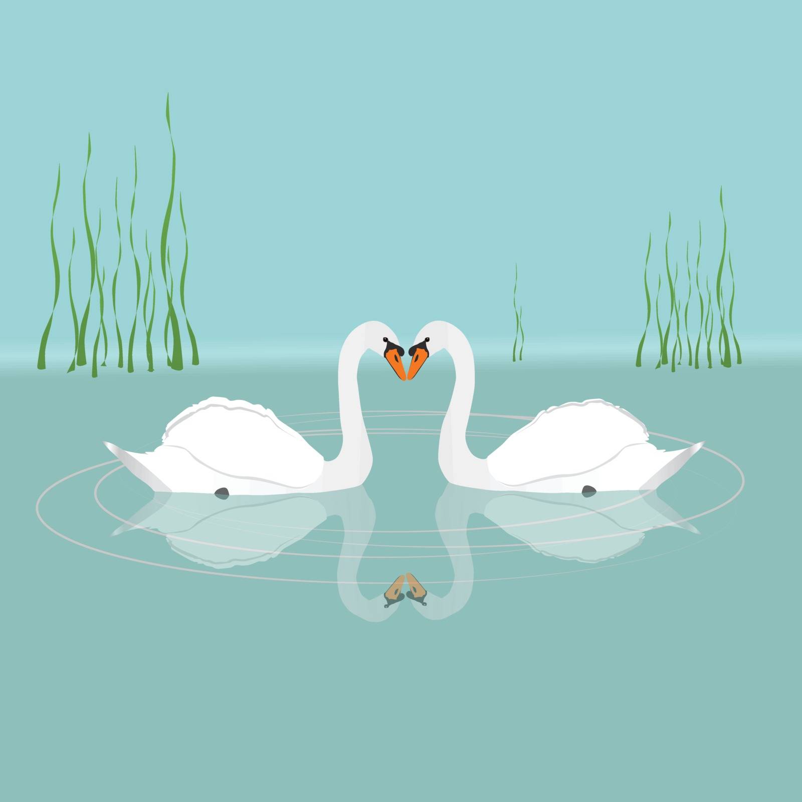 Two Mute swans swimming in the water. They seem to kiss. In the background are reeds.