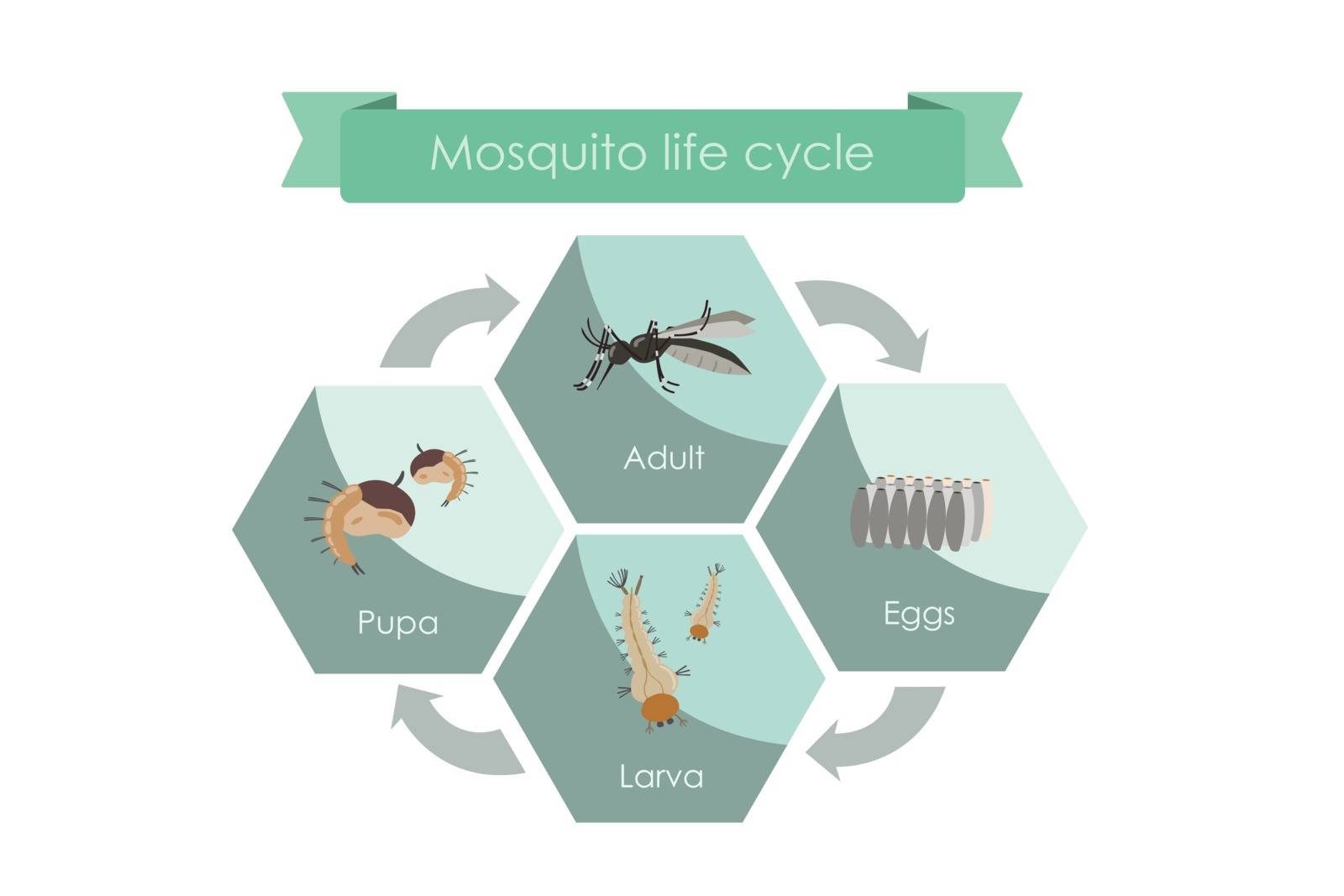 Life cycle of mosquitoes from egg to adult. Display chart showing life cycle of mosquito.
