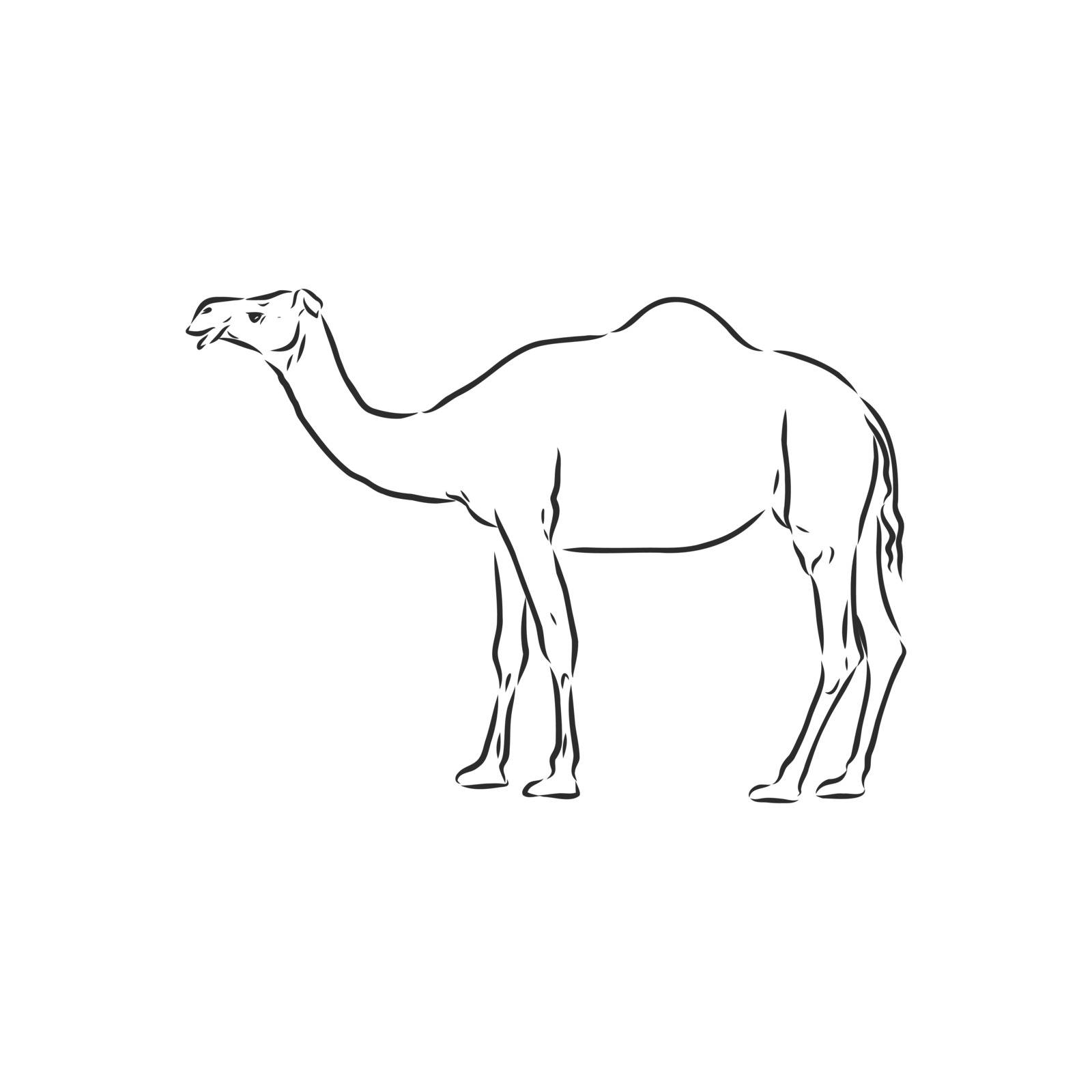 Camel. Hand drawn vector illustration. Can be used separately from your design. camel vector sketch illustration by ekaterina