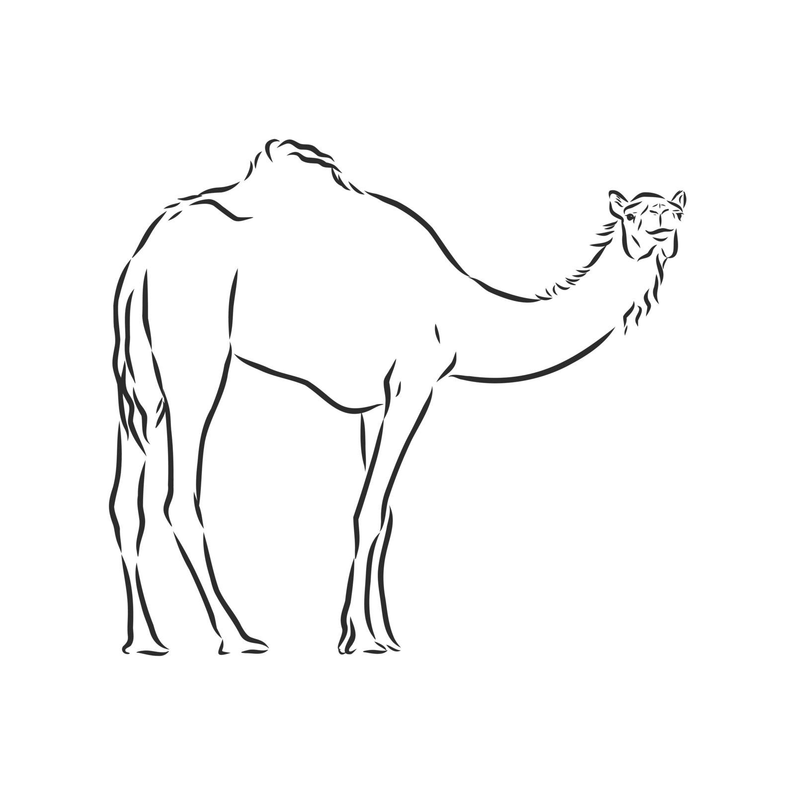 Camel. Hand drawn vector illustration. Can be used separately from your design.