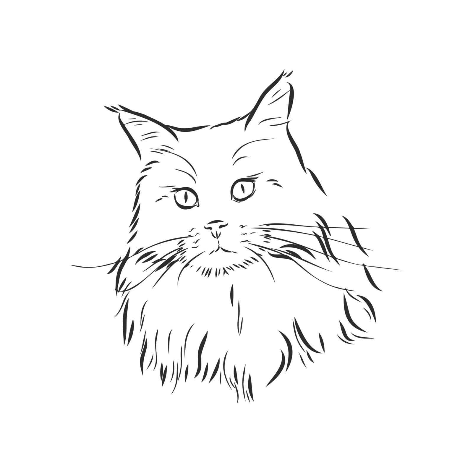 portrait of a cat, domestic cat, vector illustration of a sketch by ekaterina