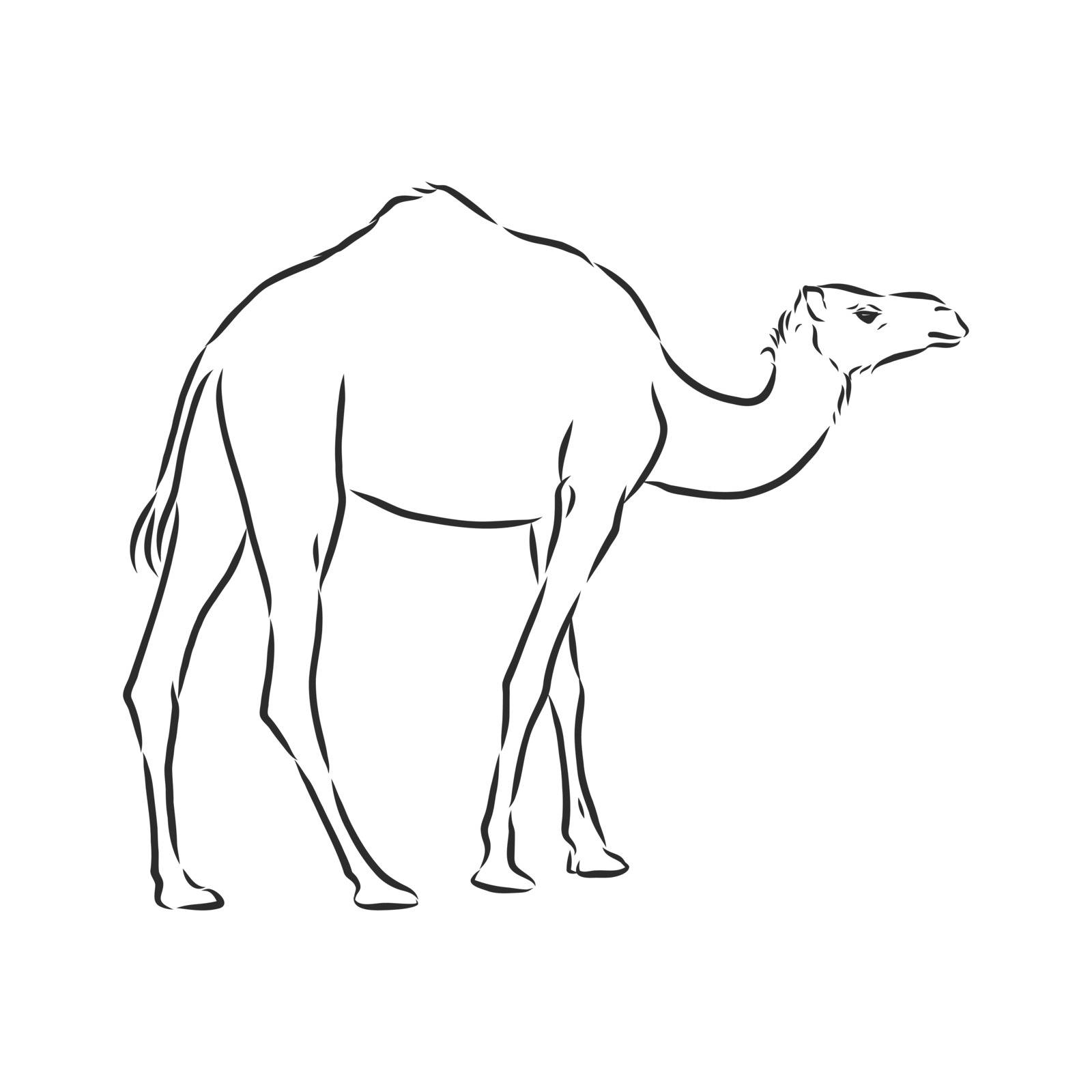 Camel. Hand drawn vector illustration. Can be used separately from your design. camel vector sketch illustration by ekaterina