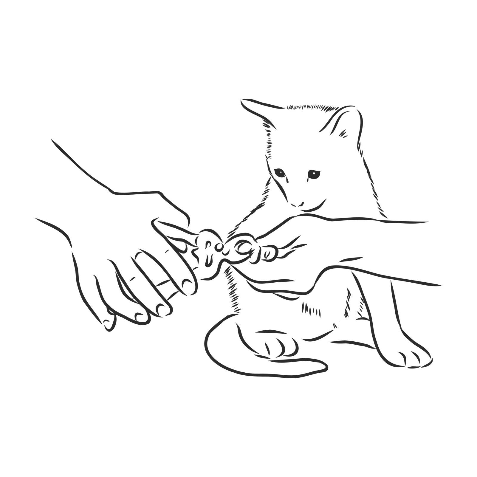 cat claw trimming, vector sketch illustration