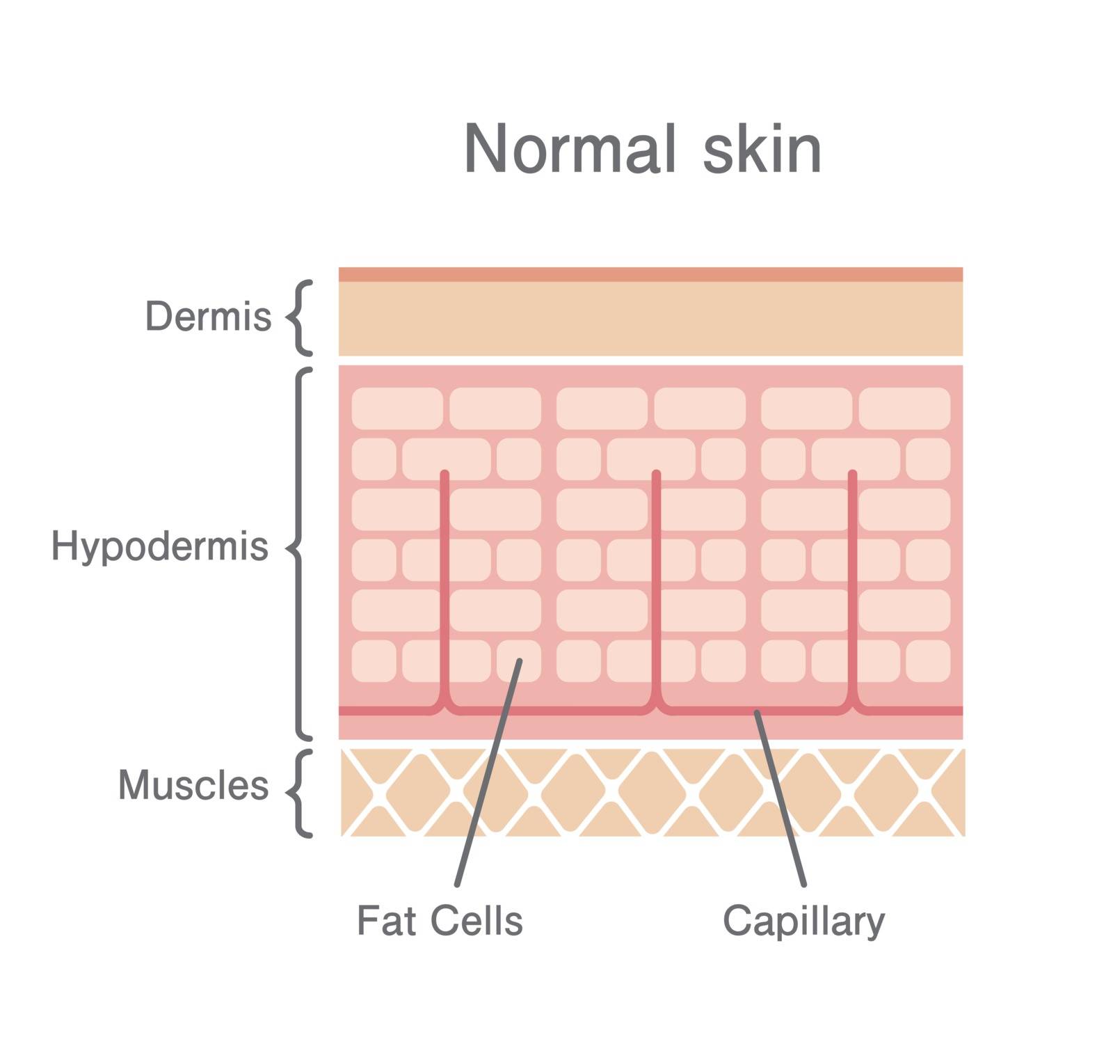 Normal skin illustration