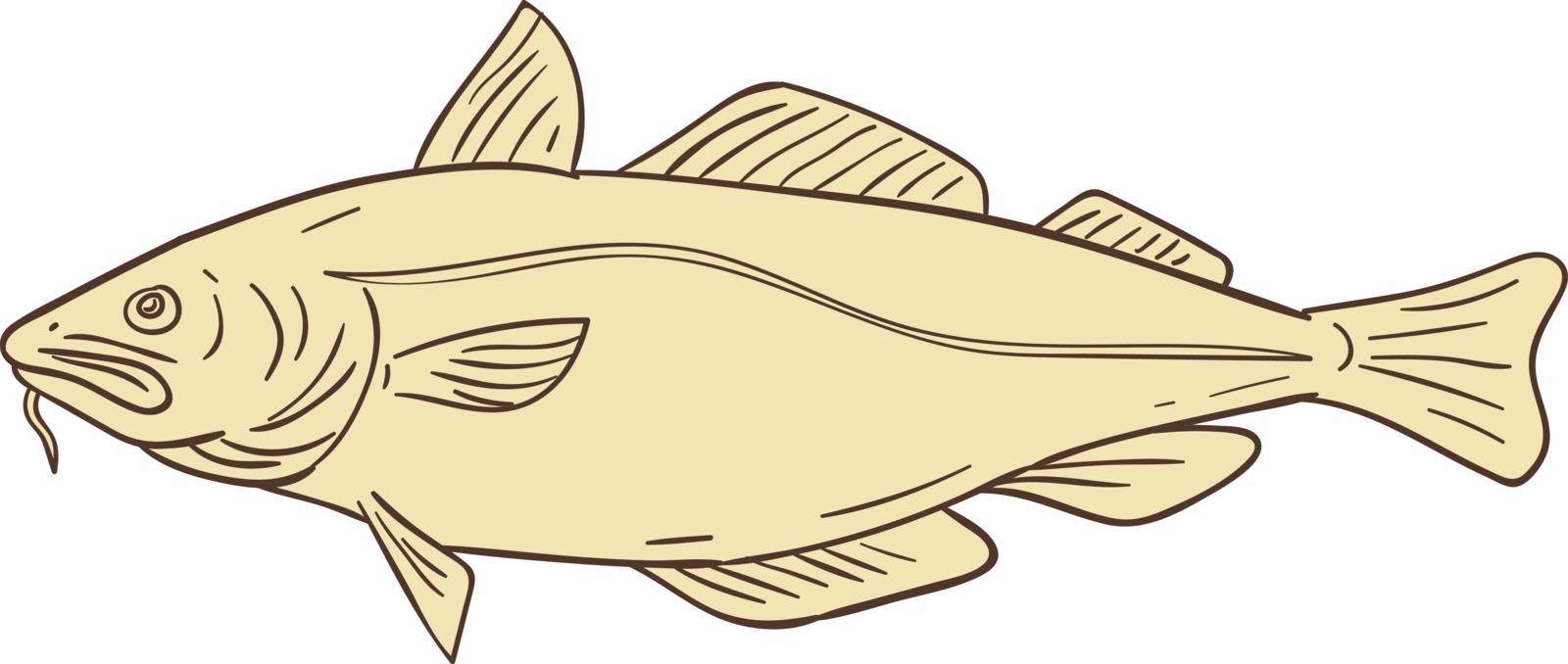 Drawing sketch style illustration of an Atlantic cod, or Gadus morhua, a benthopelagic fish of the family Gadidae, also commercially known as cod or codling viewed from the side set on isolated white background. 