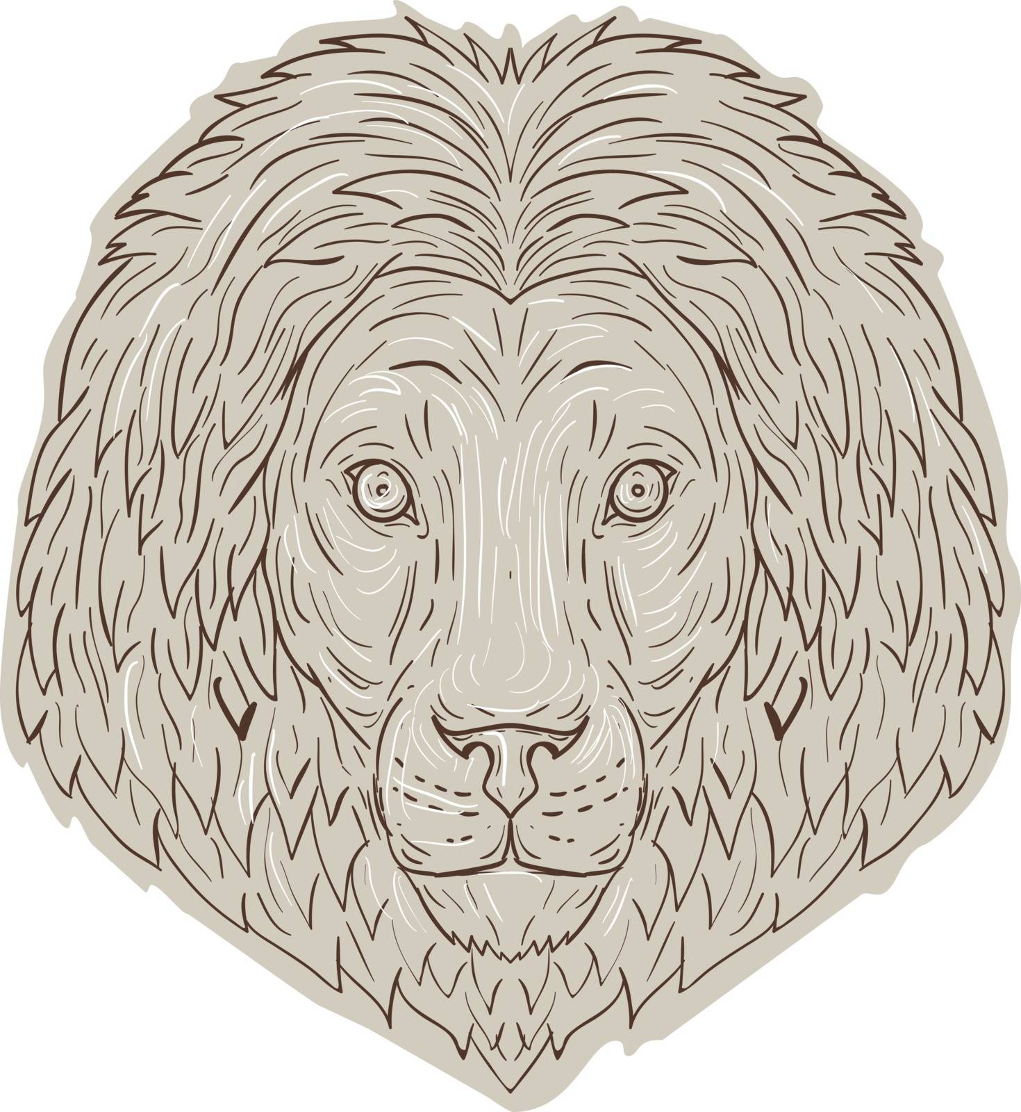 Drawing sketch style illustration of a lion big cat head with flowing mane viewed from front set on isolated white background. 