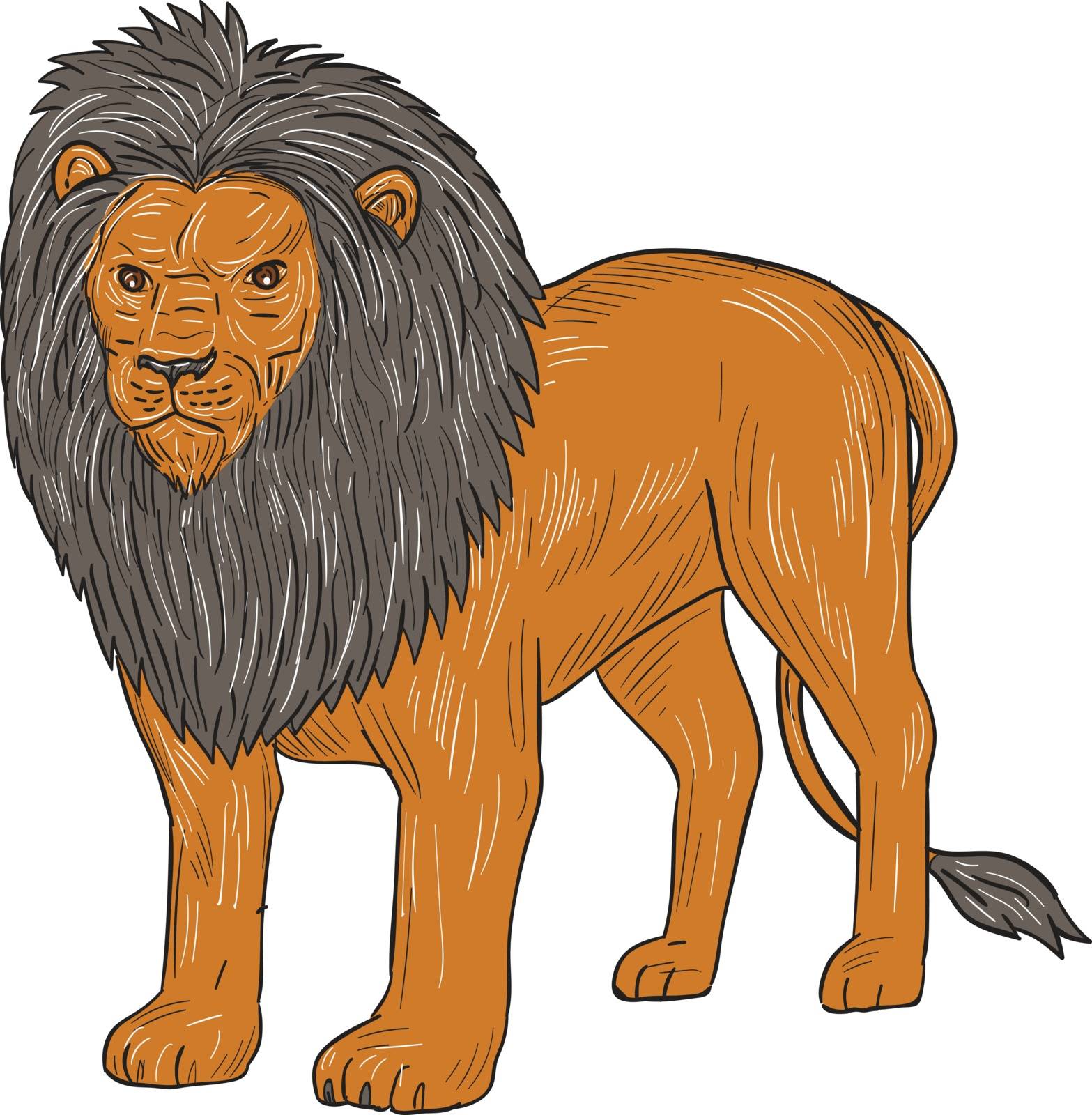 Drawing sketch style illustration of a lion standing hunting surveying for prey viewed from front on isolated white background. 
