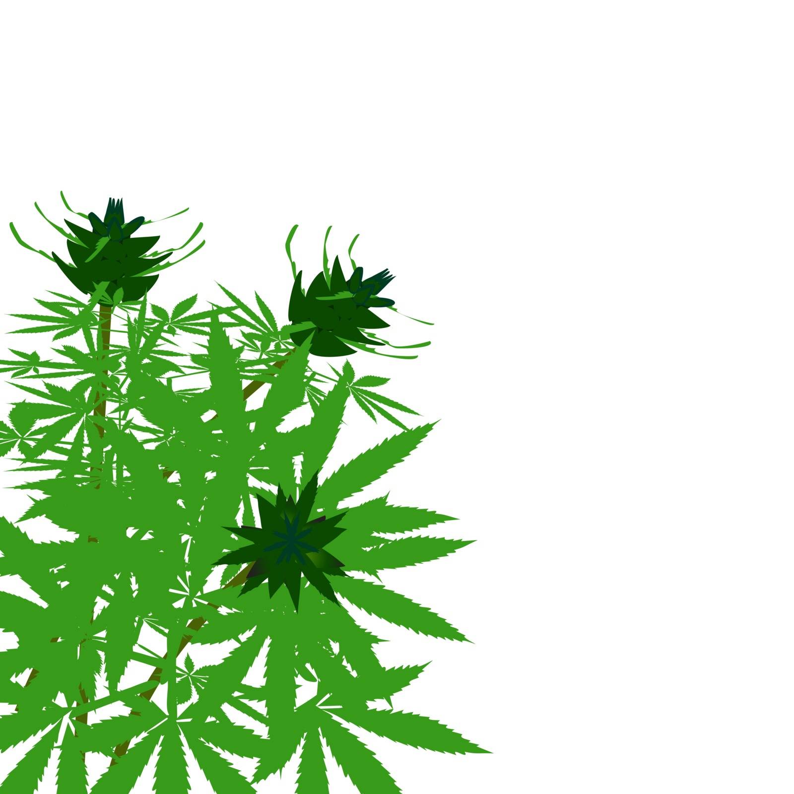 green bush of hemp vector illustration solated.