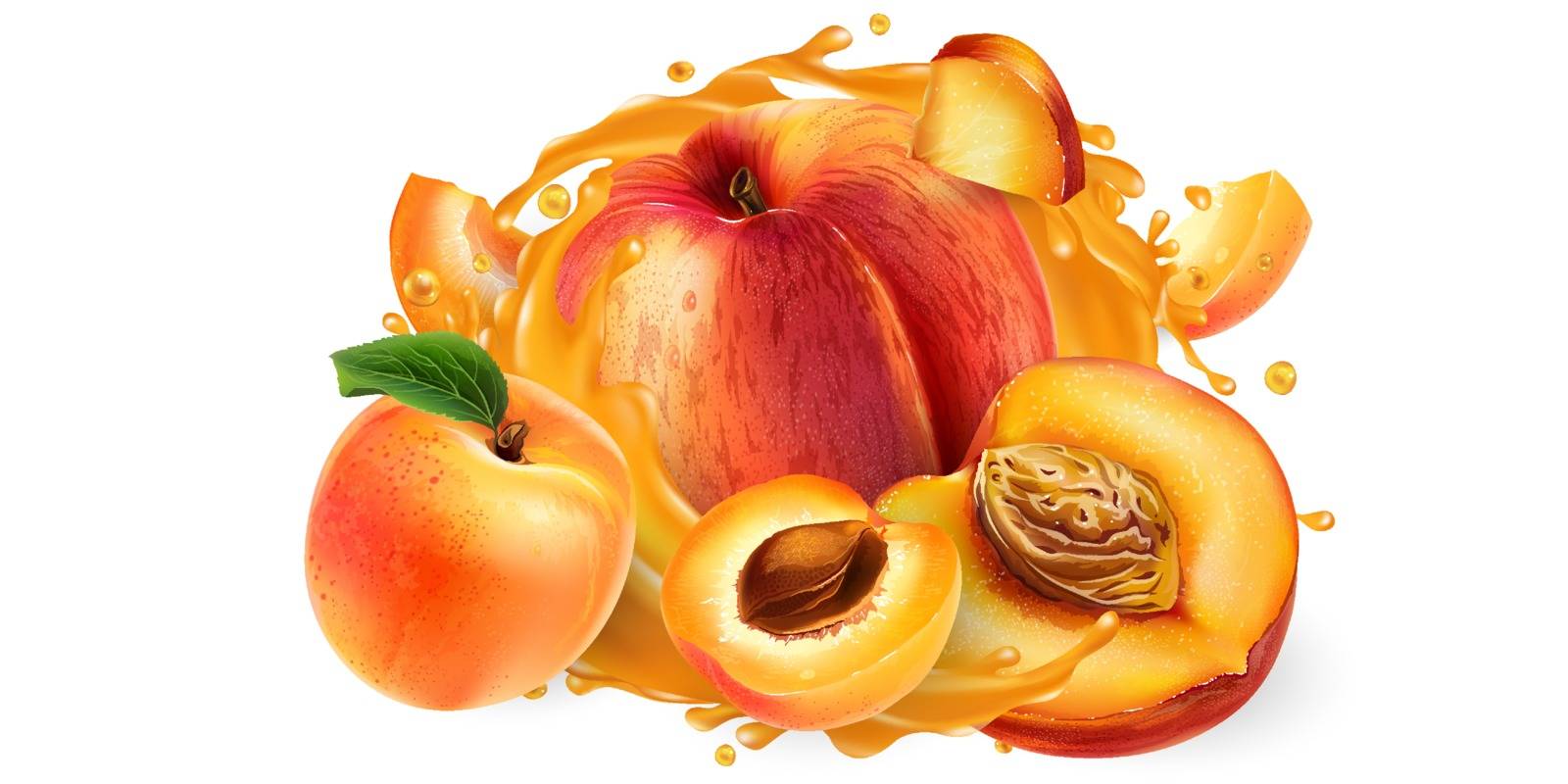Fresh peaches and apricots and a splash of fruit juice on a white background. Realistic vector illustration.