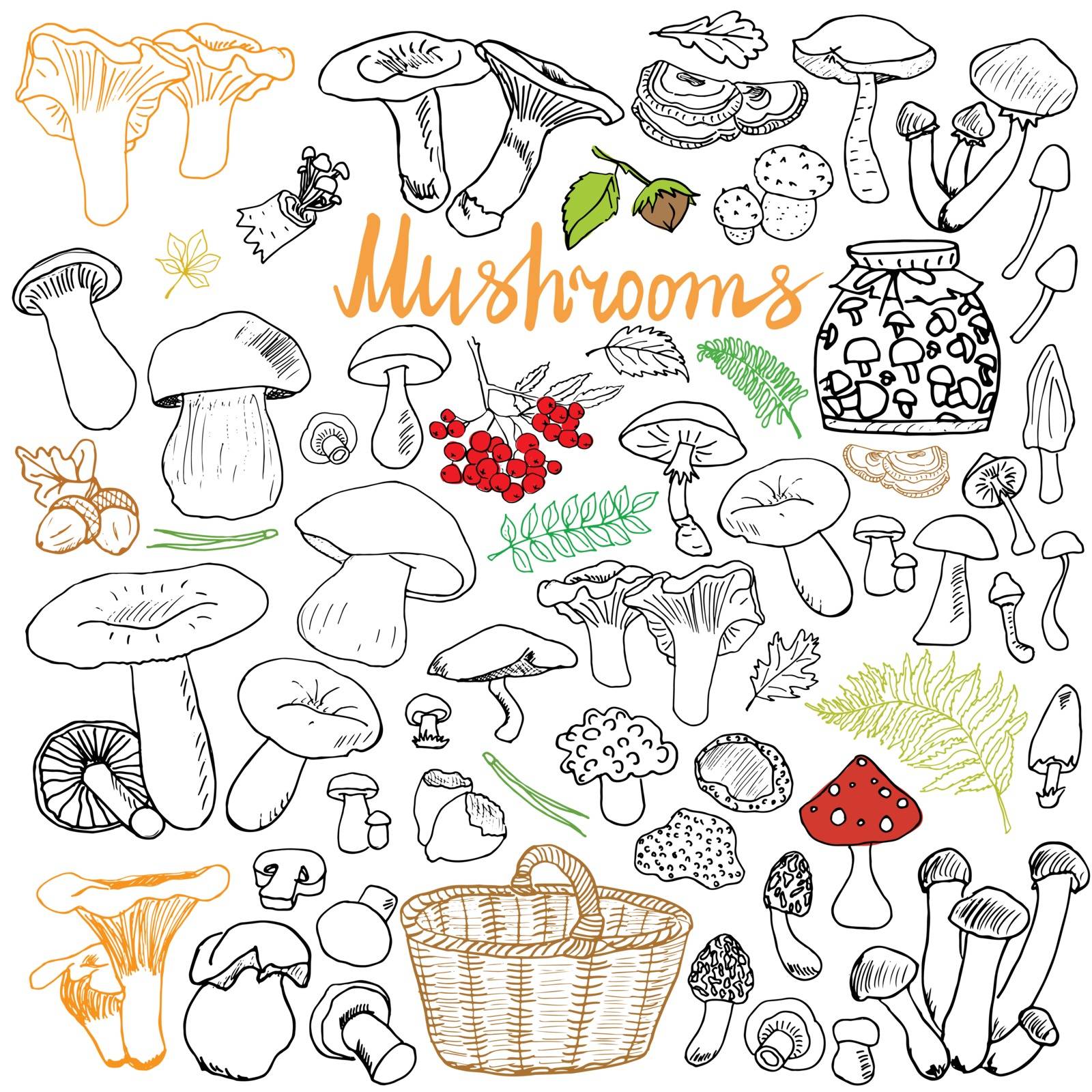 Mushrooms sketch doodles hand drawn set. Different types of edible and non edible mushrooms. Vector icons on Chalkboard background