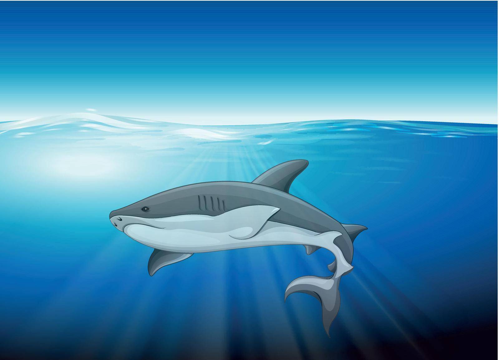 Illustration of the shark